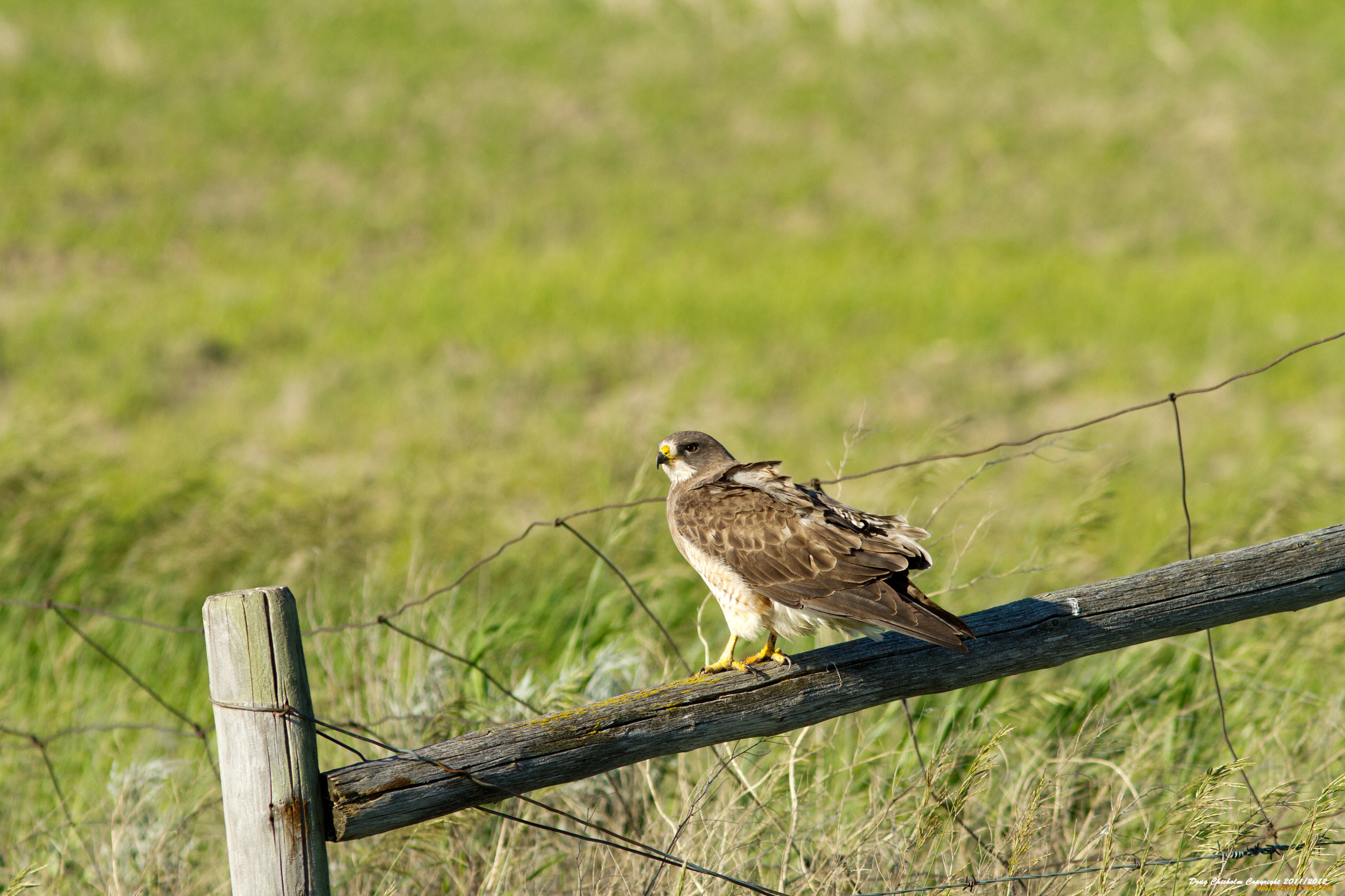 животные, птицы, хищники, забор