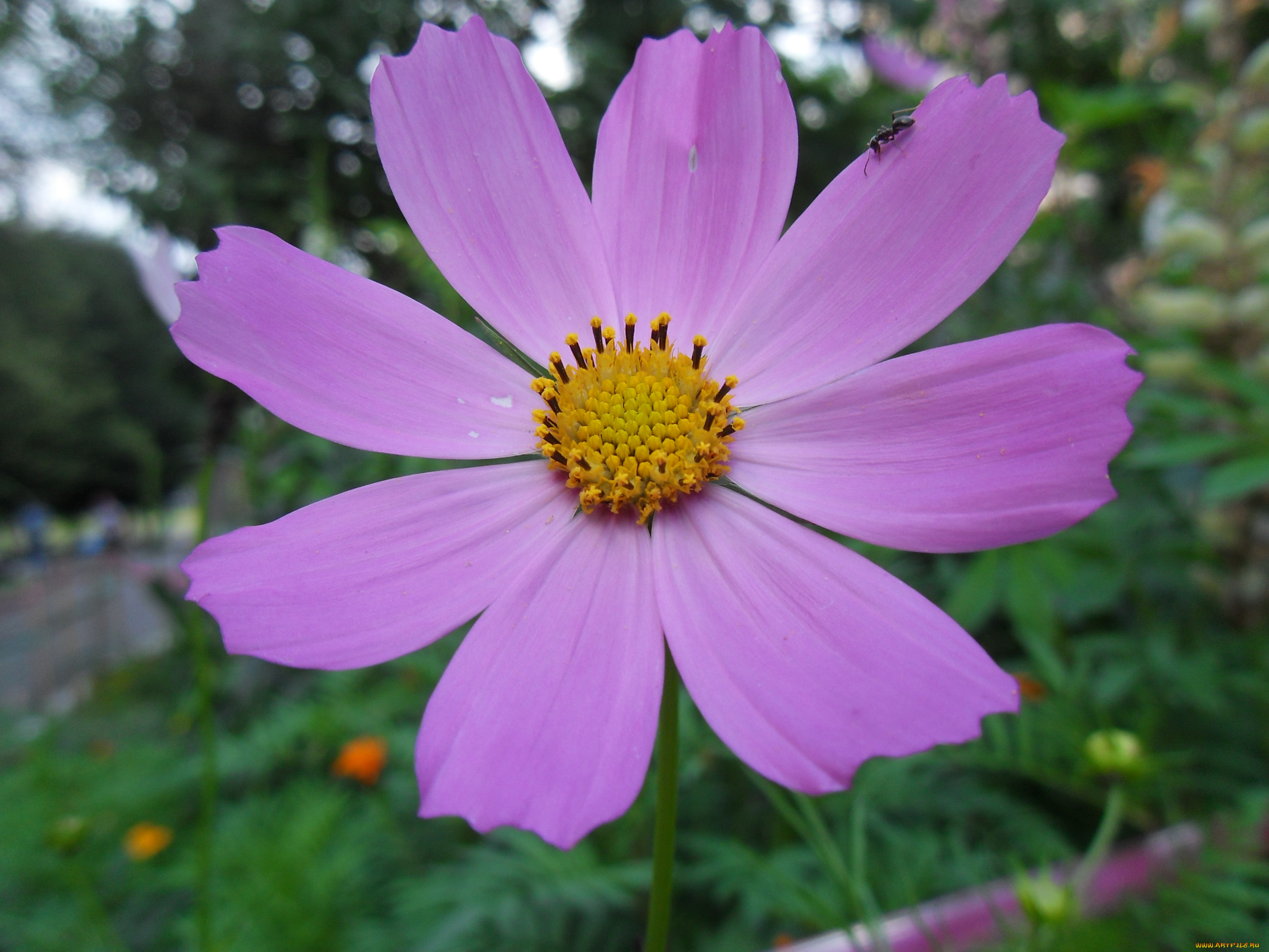 цветы, космея