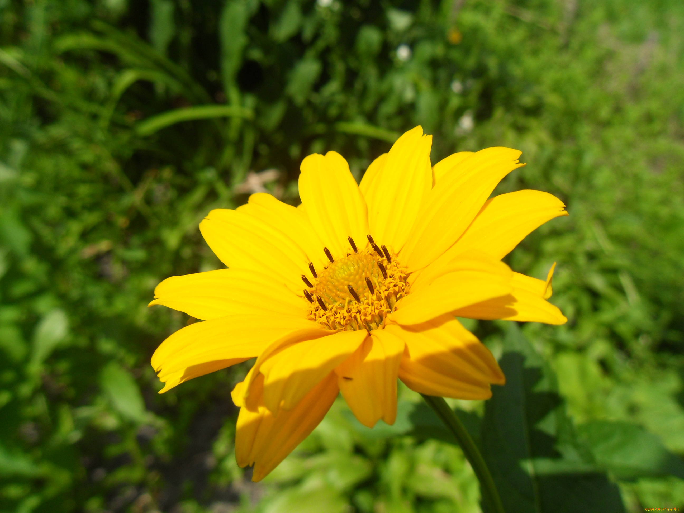 цветы, рудбекия