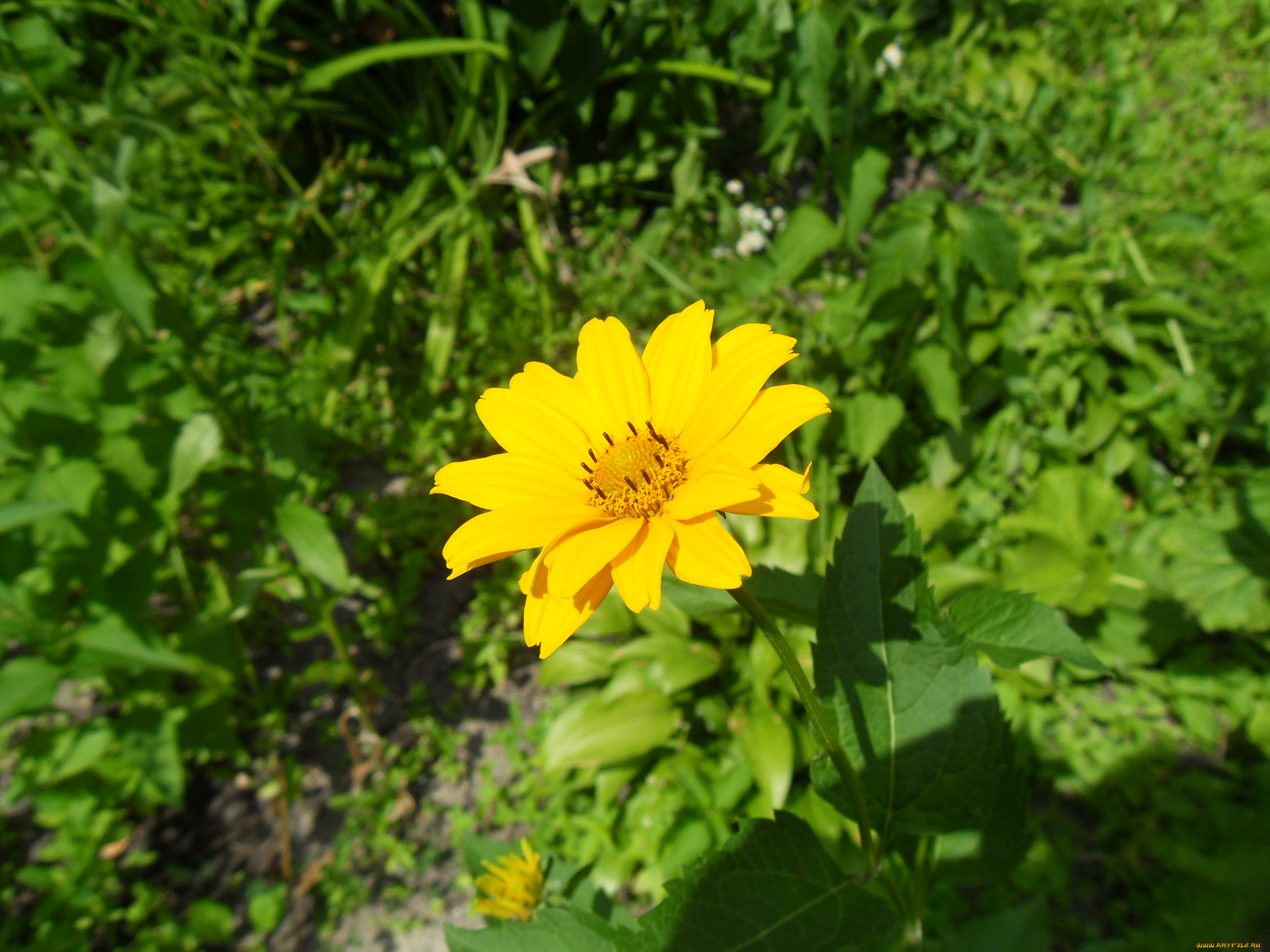 цветы, рудбекия