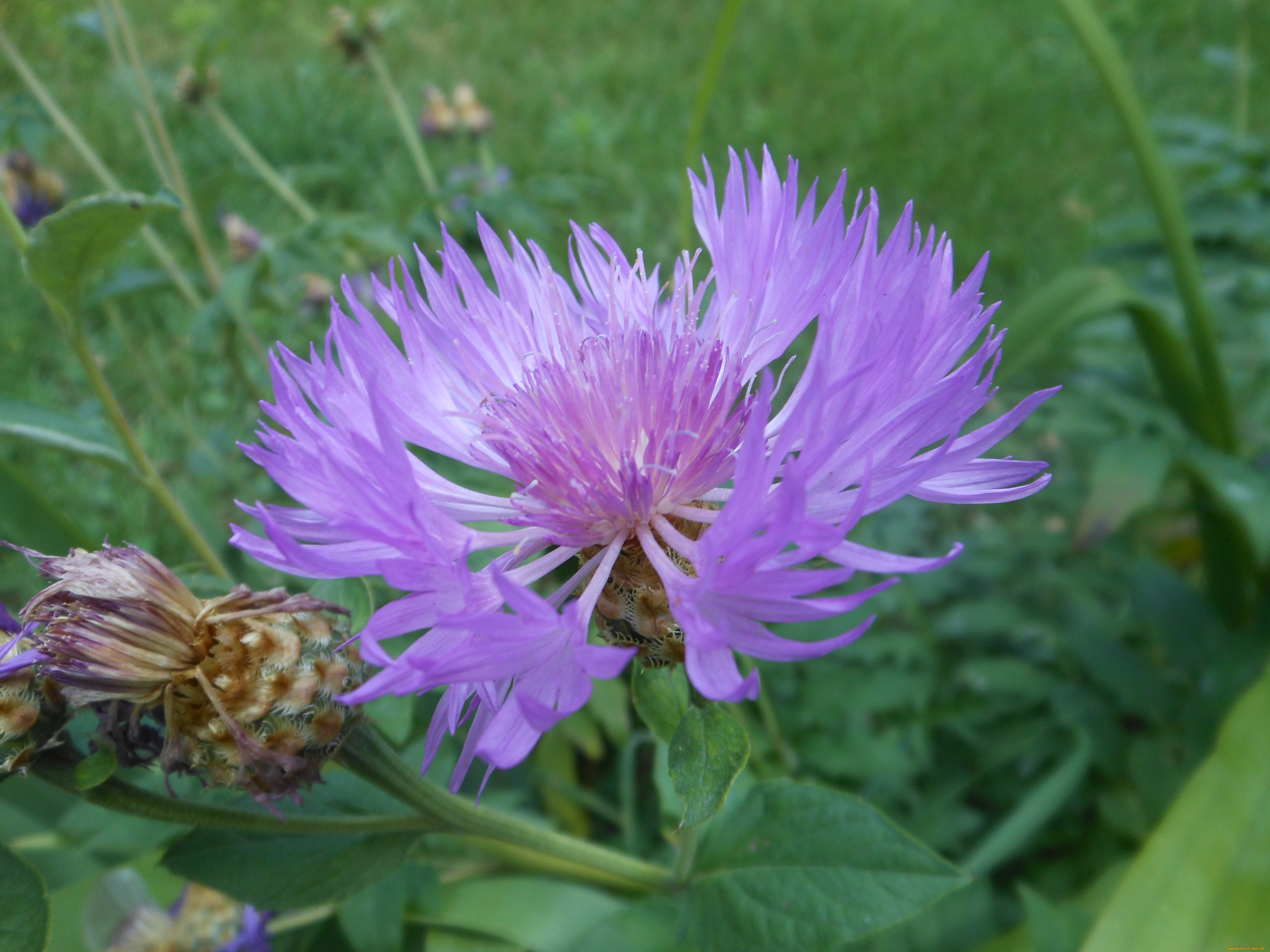 цветы, васильки