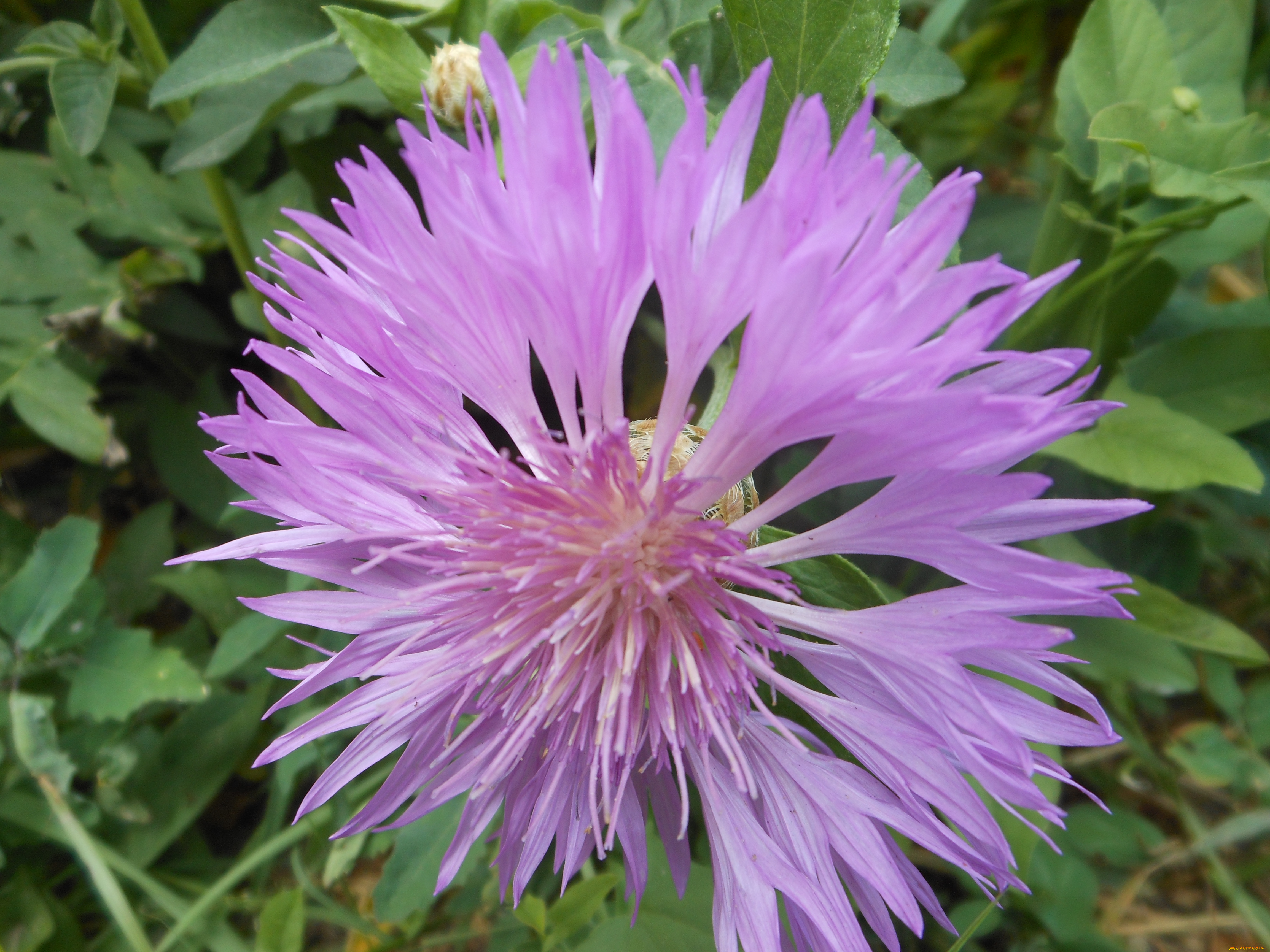 цветы, васильки