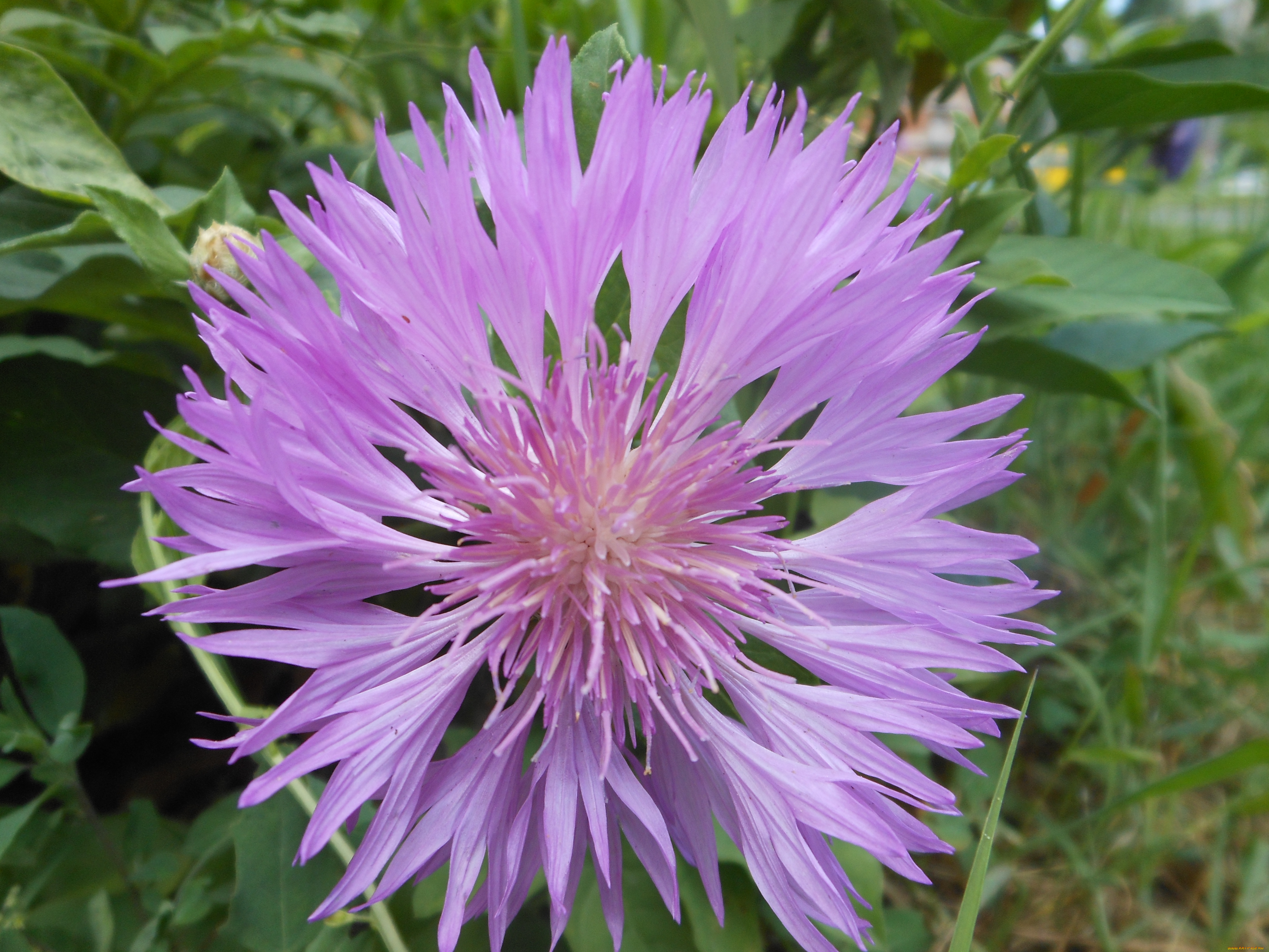 цветы, васильки