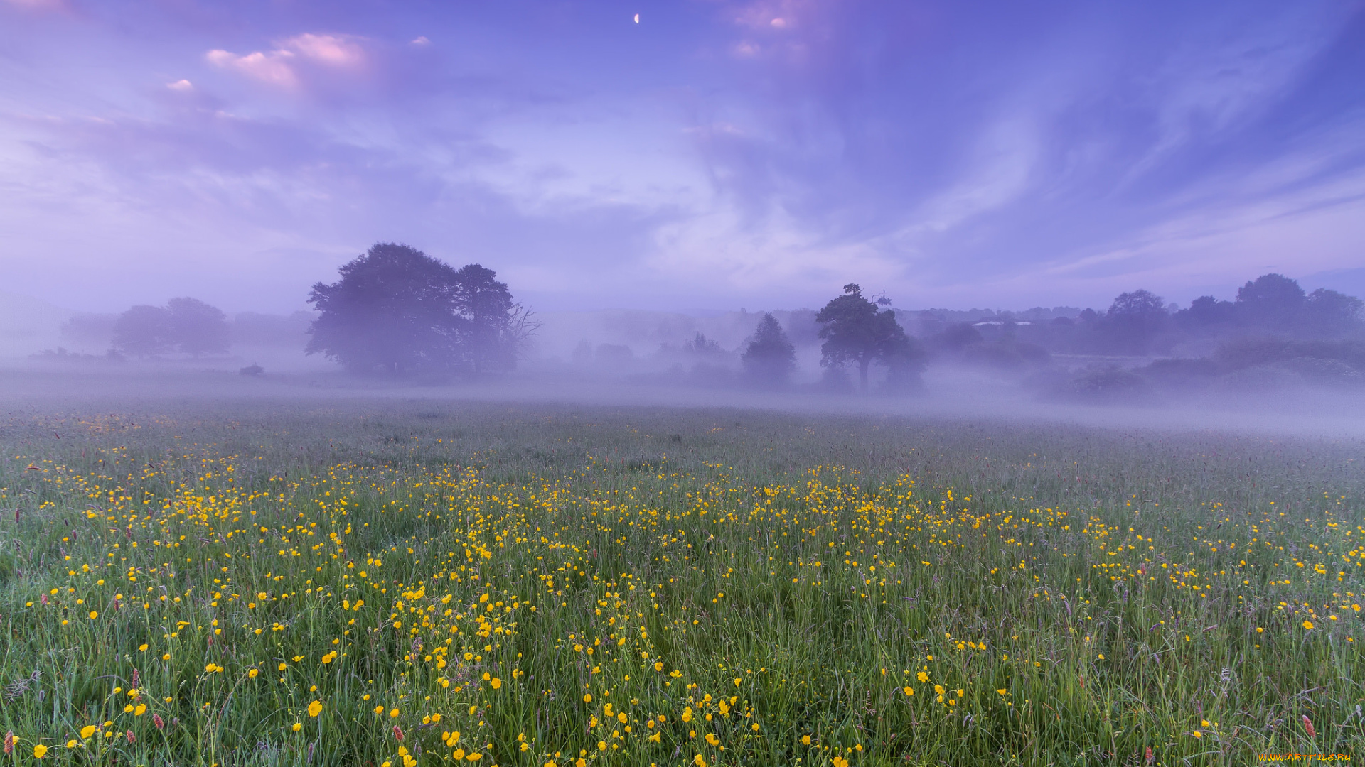 природа, луга, рассвет, утро, туман, дымка, деревья, англия, великобритания, луна, небо, облака, цветы