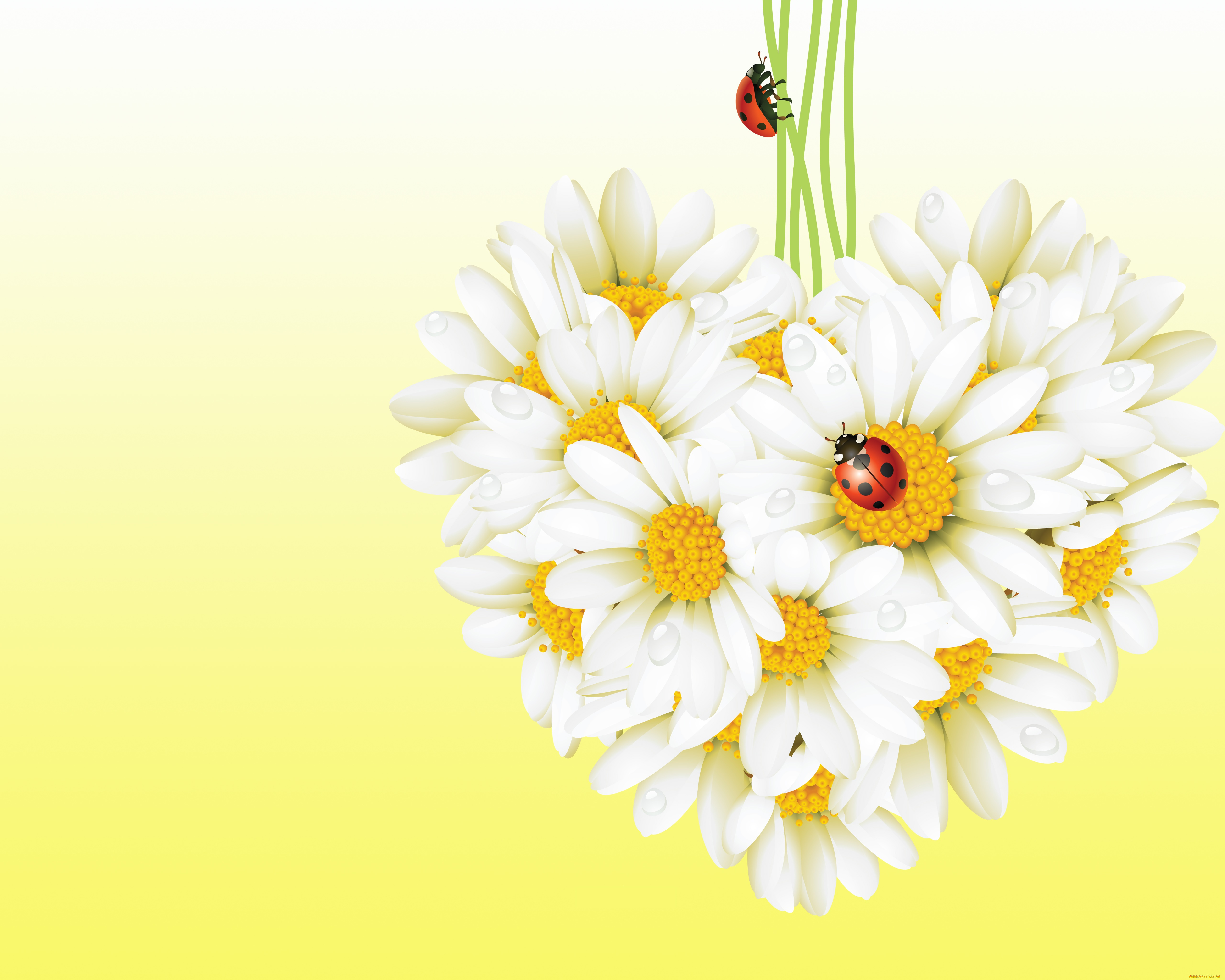 векторная, графика, цветы, , flowers, ромашка, божья, коровка, насекомые, цветы