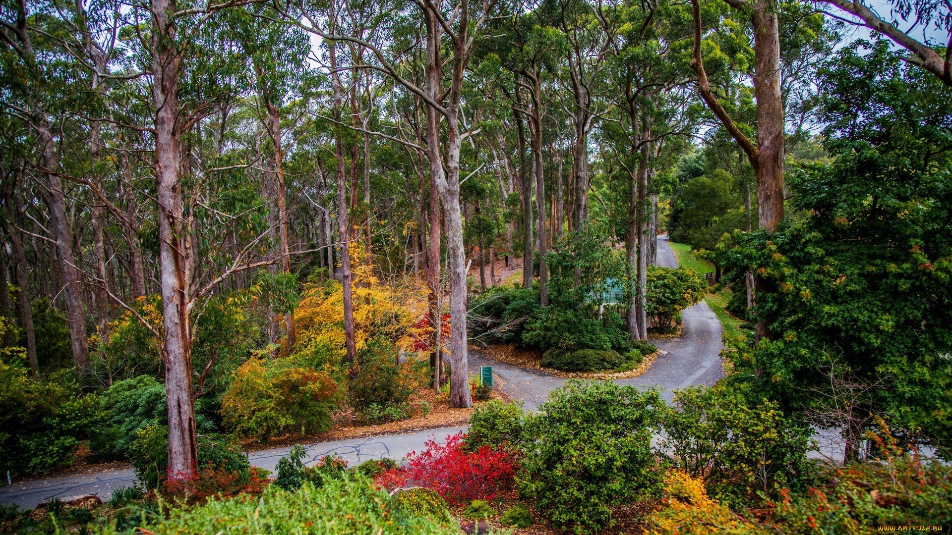 австралия, природа, дороги, деревья, кустарники