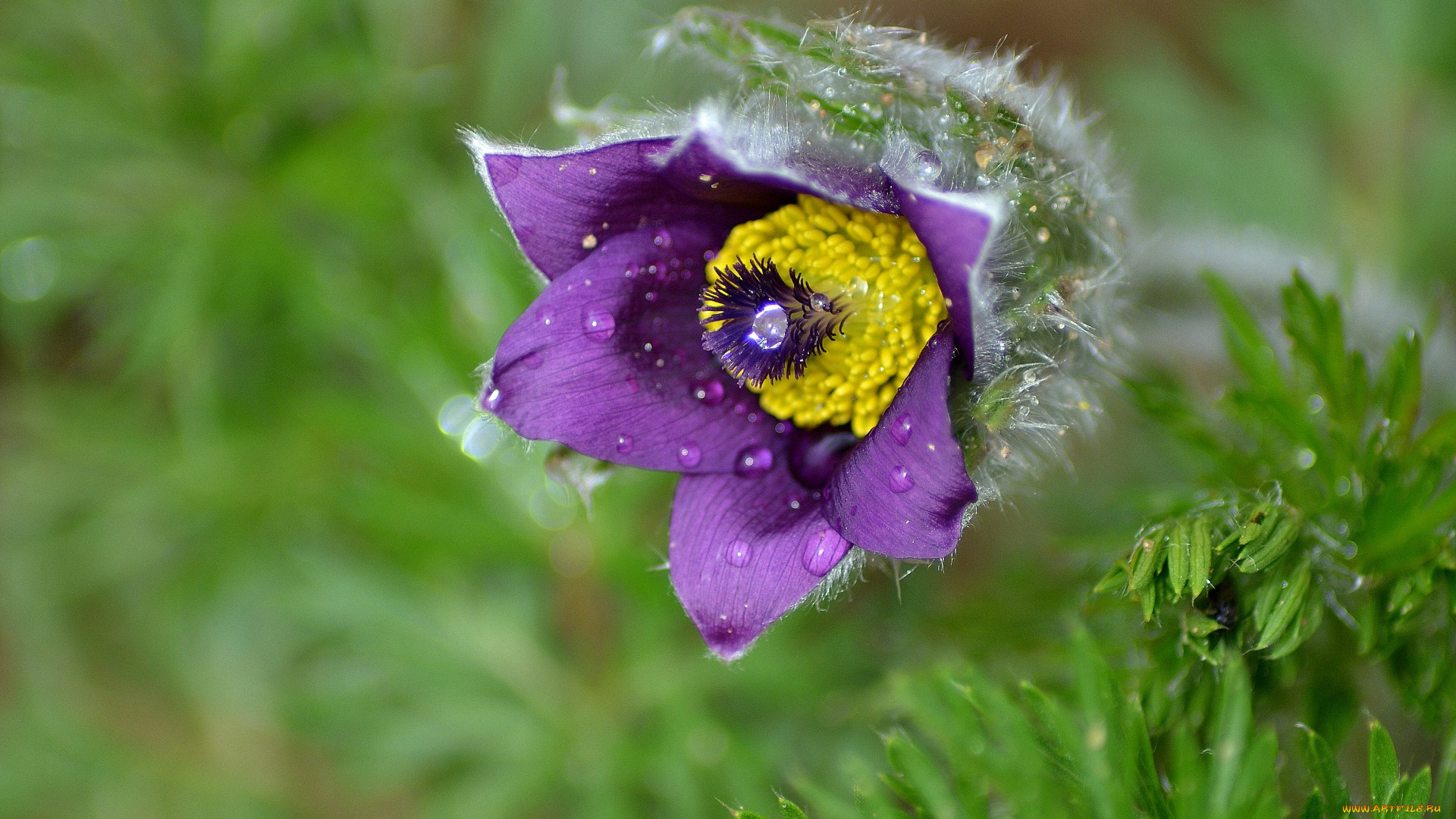 цветы, анемоны, , сон-трава, фиолетовый, цвет