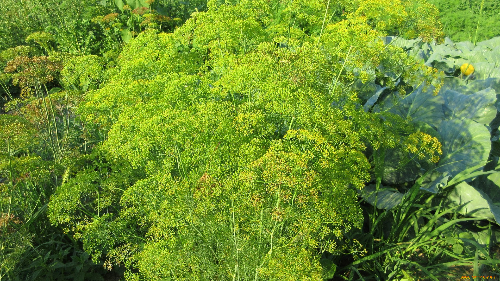 цветы, цветущие, овощи, , ягоды, укроп