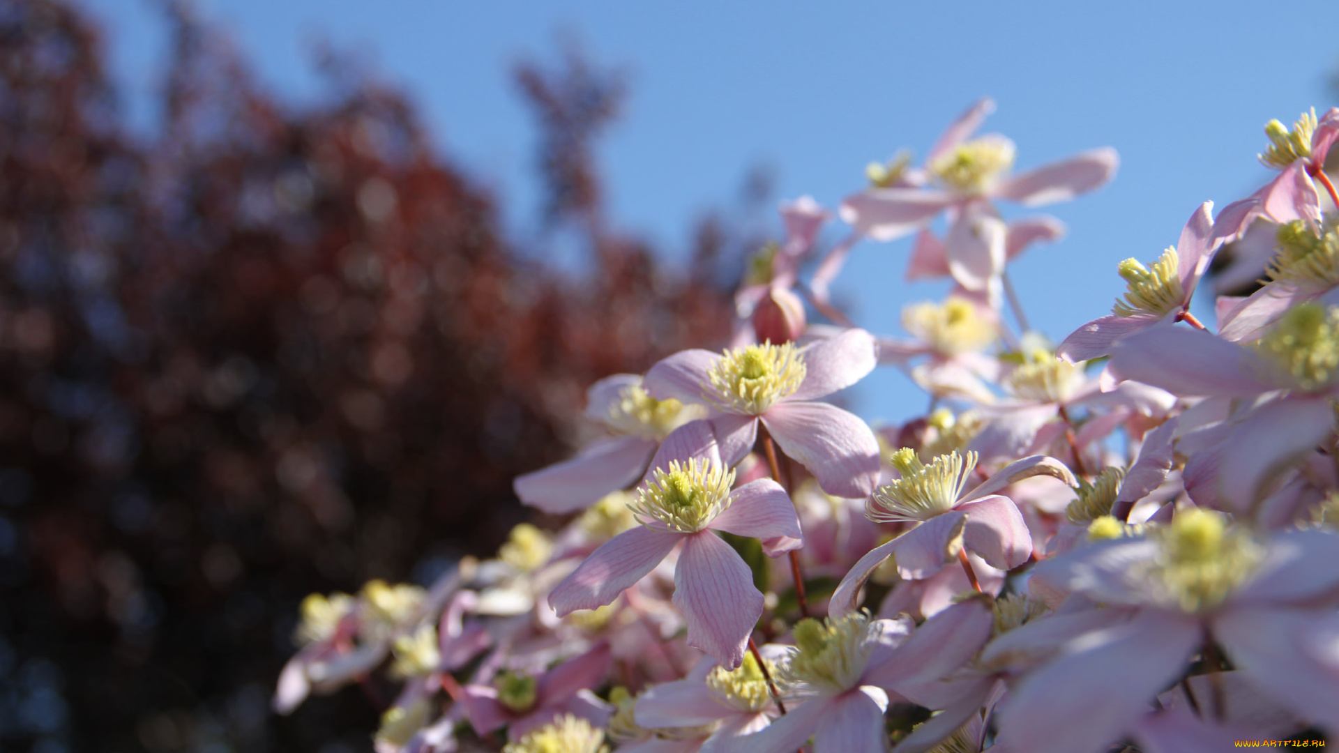 цветы, клематис, , ломонос, цветение, лепестки, клематис