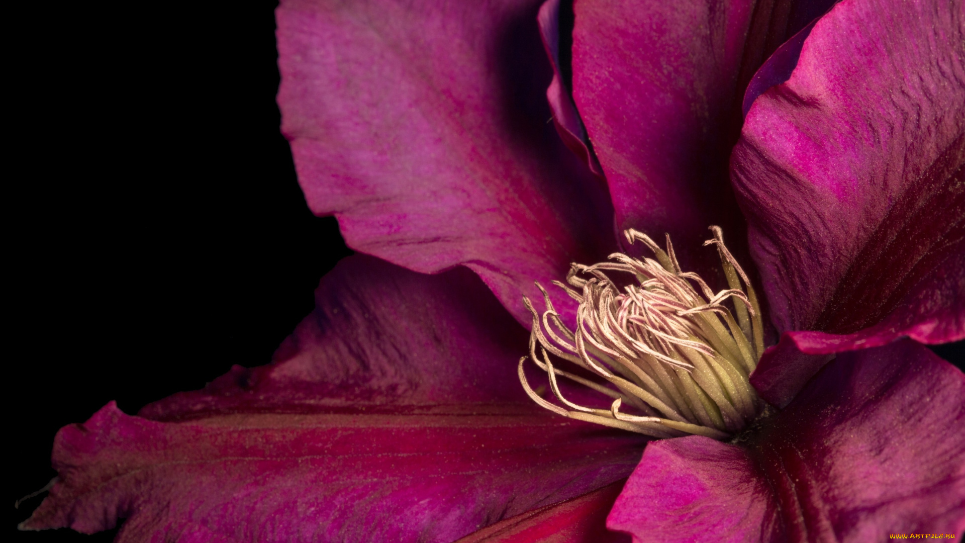 цветы, клематис, , ломонос, цветок, клематис, лепестки