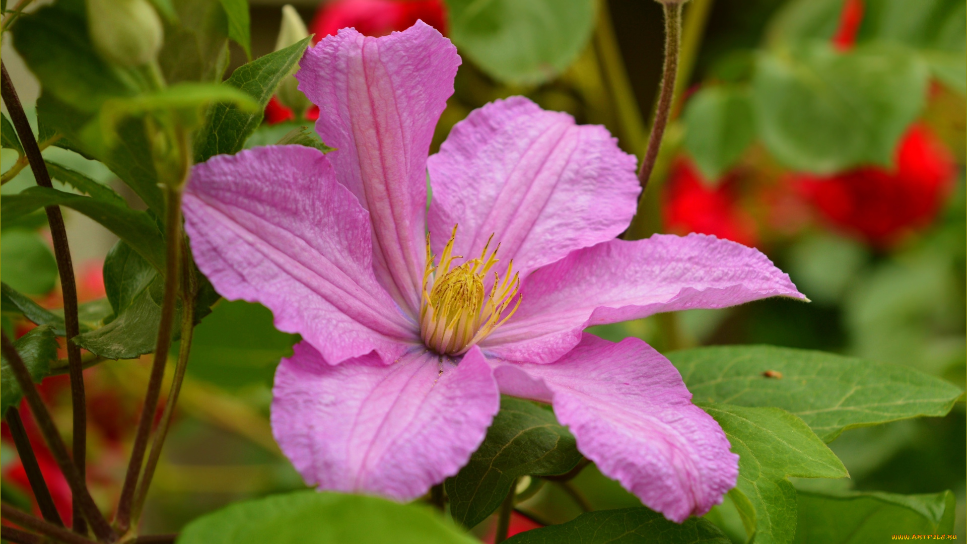 цветы, клематис, , ломонос, клематис, цветок, лепестки, природа, фон