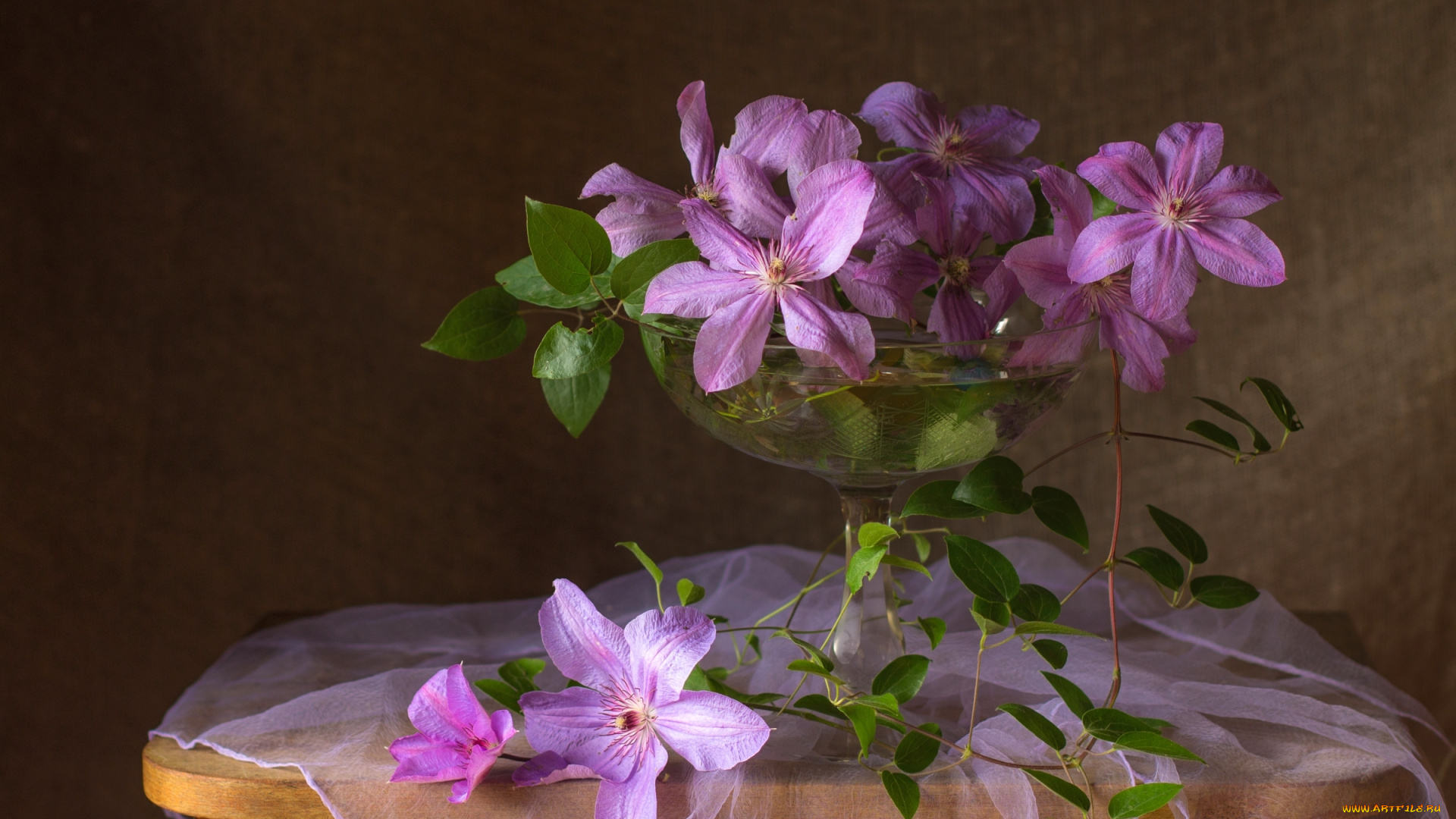 цветы, клематис, , ломонос, клематис, сиреневый