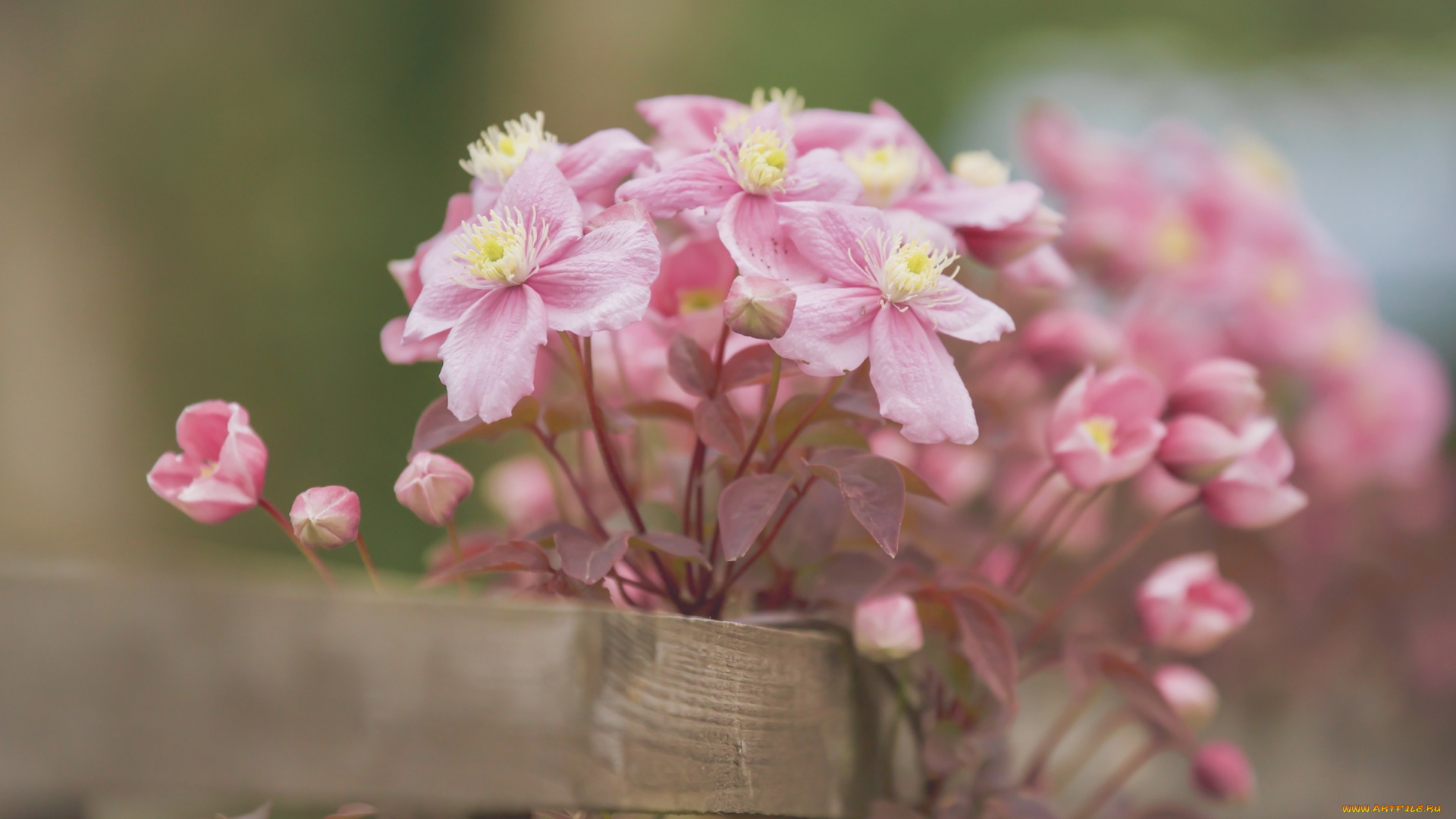 цветы, клематис, , ломонос, лепестки, клематис, бутончики, боке