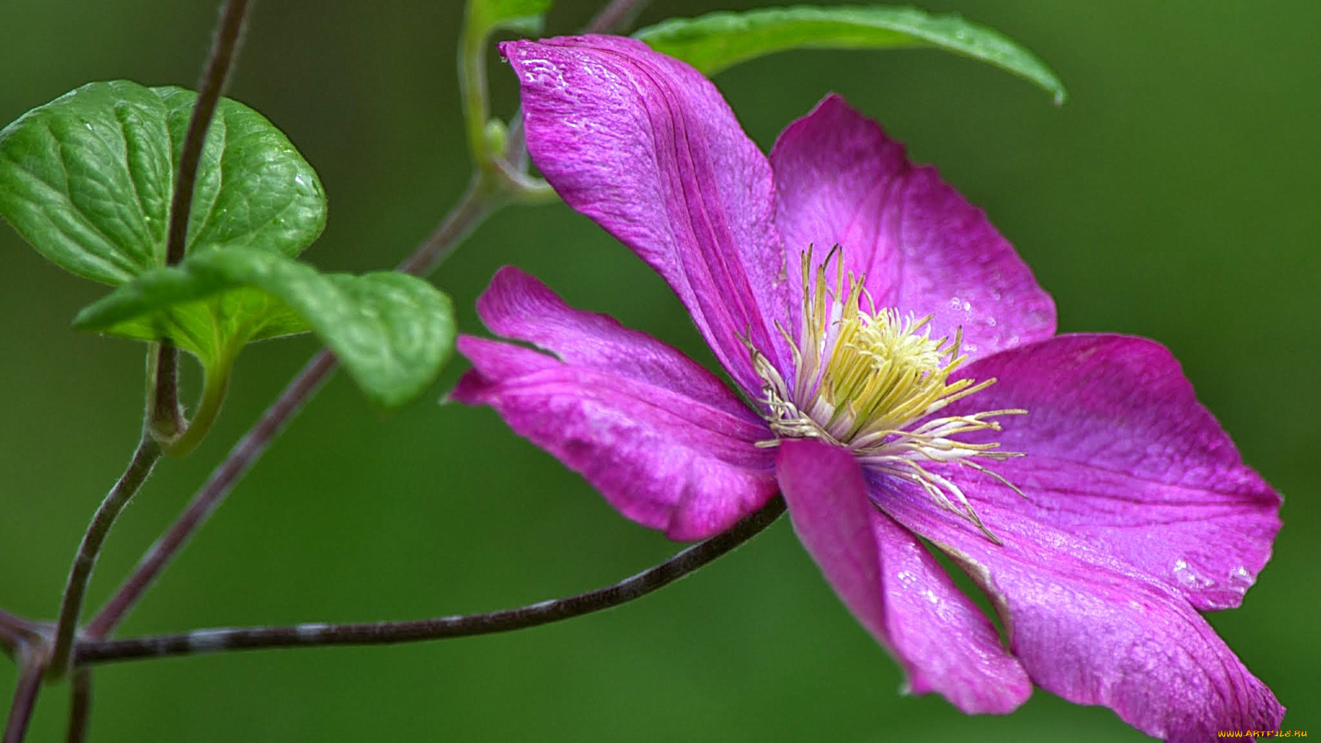 цветы, клематис, , ломонос, лепестки, клематис, княжик, макро