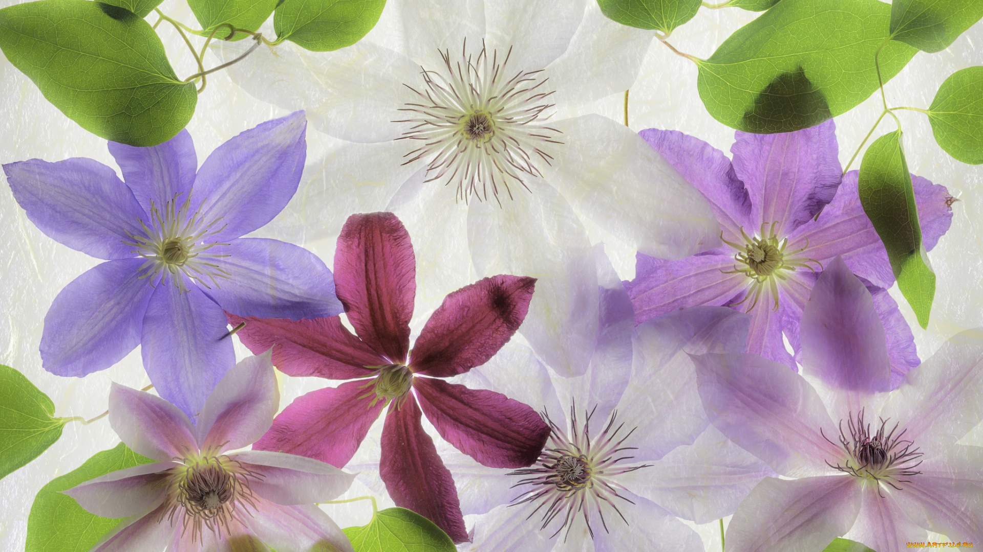 цветы, клематис, , ломонос, лепестки, макро, клематис