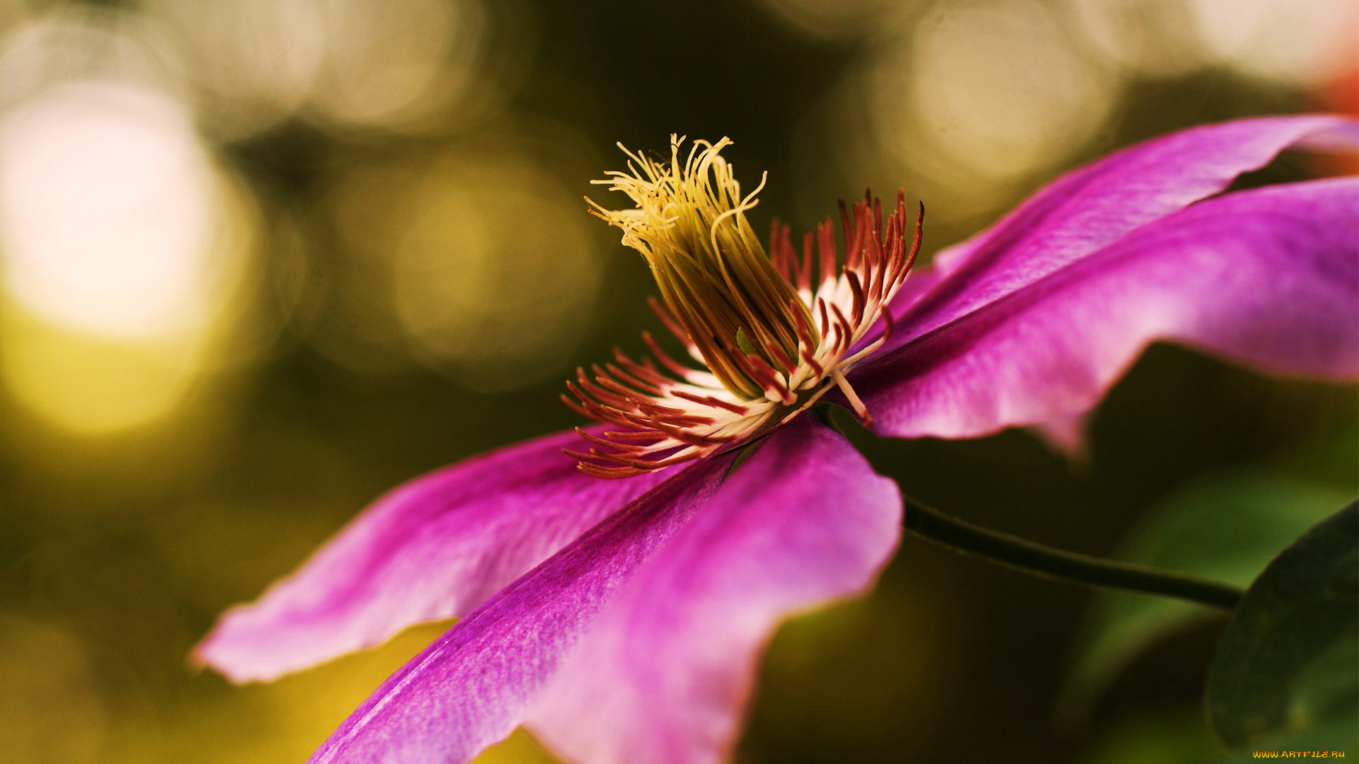 цветы, клематис, , ломонос, лиана, клематис, лоза, цветок, фокус, розовый