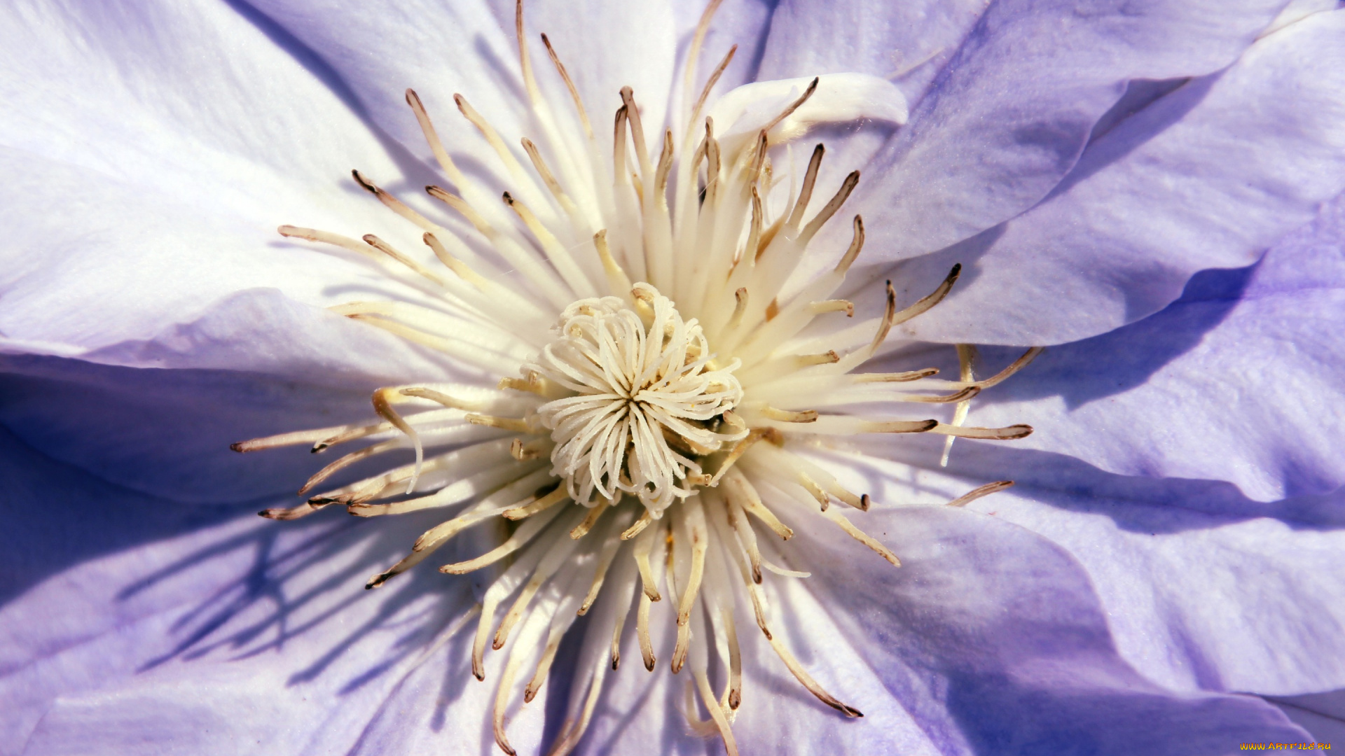 цветы, клематис, , ломонос, светлый, цветок, фиолетовый, тычинки, клематис