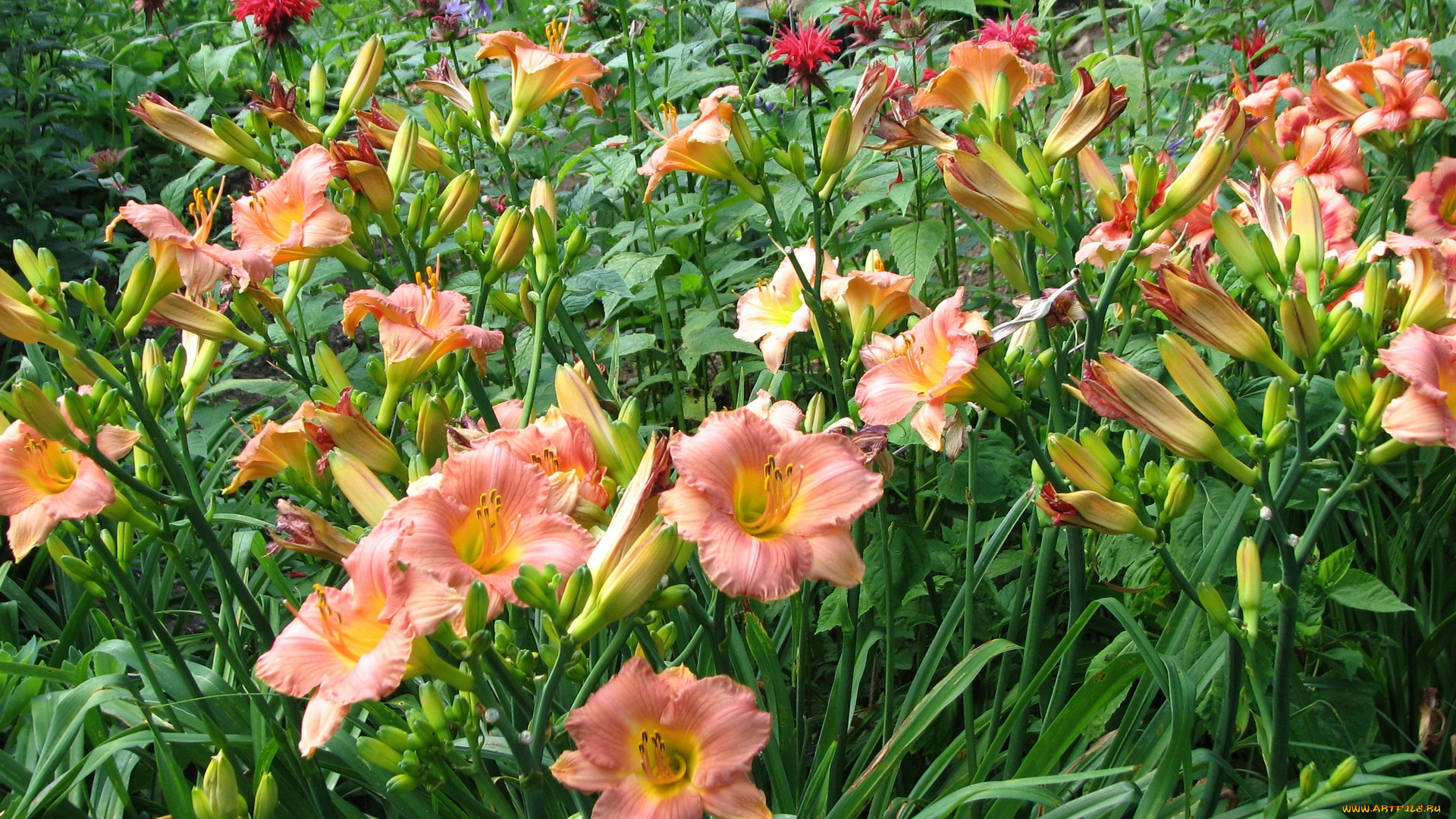 цветы, лилии, , лилейники, оранжевый, цвет