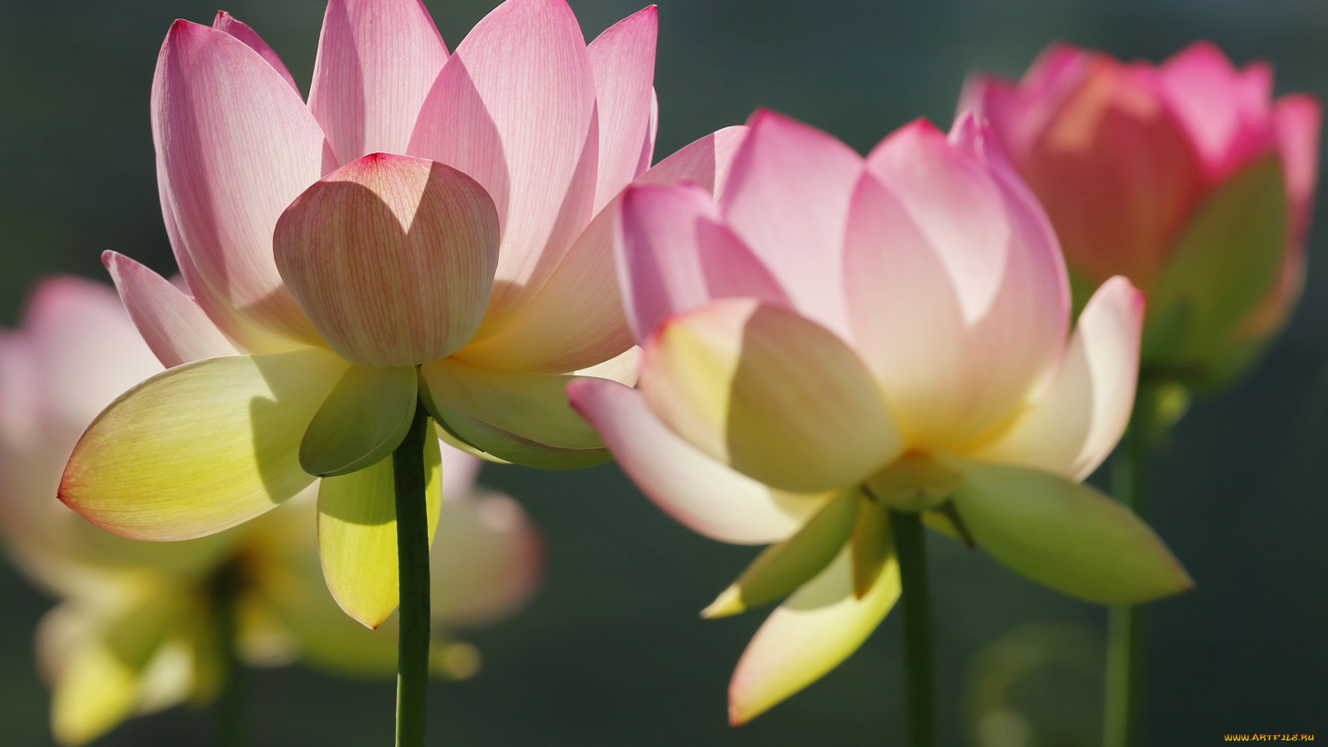 цветы, лотосы, лепестки, макро