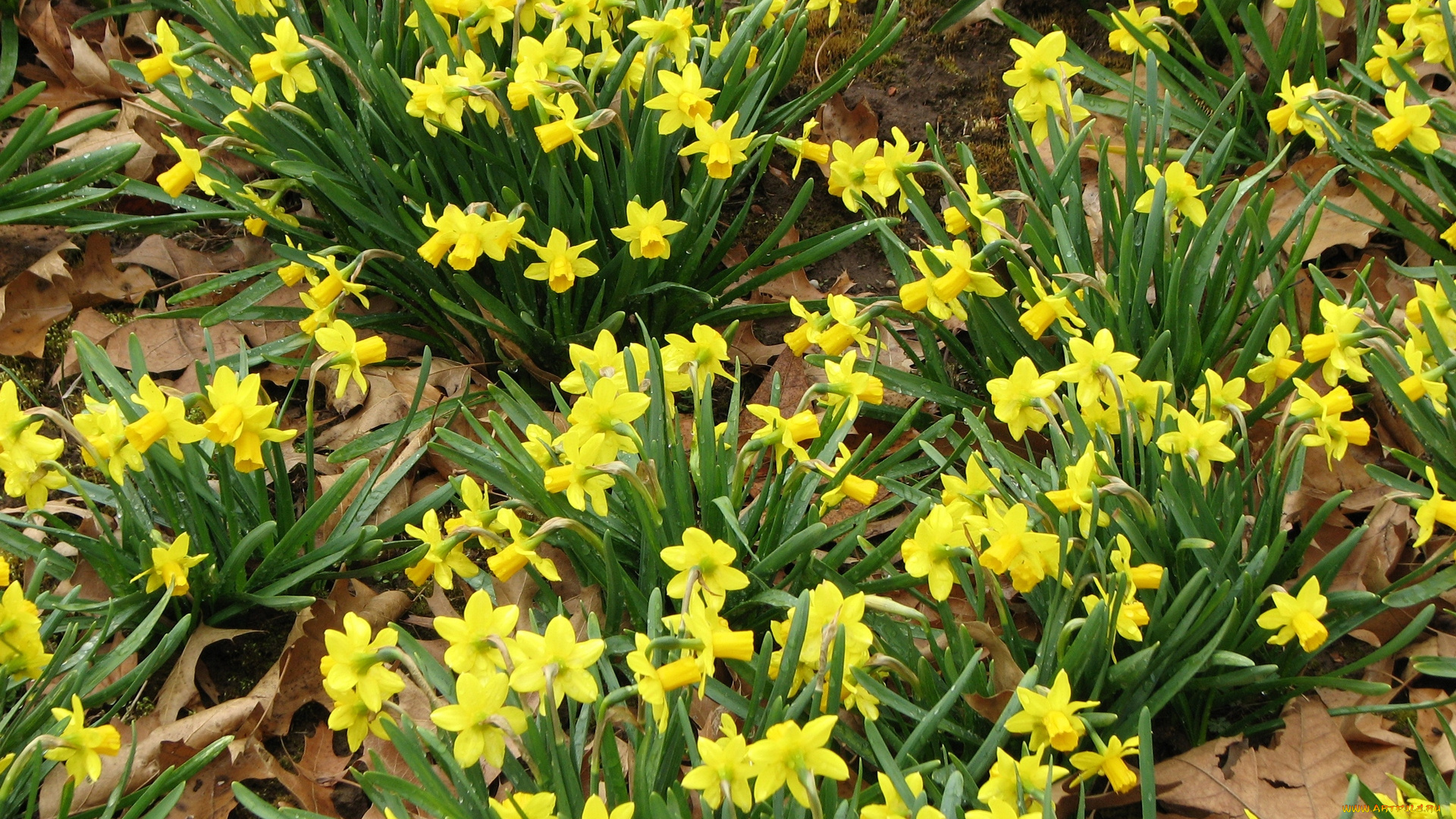 цветы, нарциссы, желтый, цвет