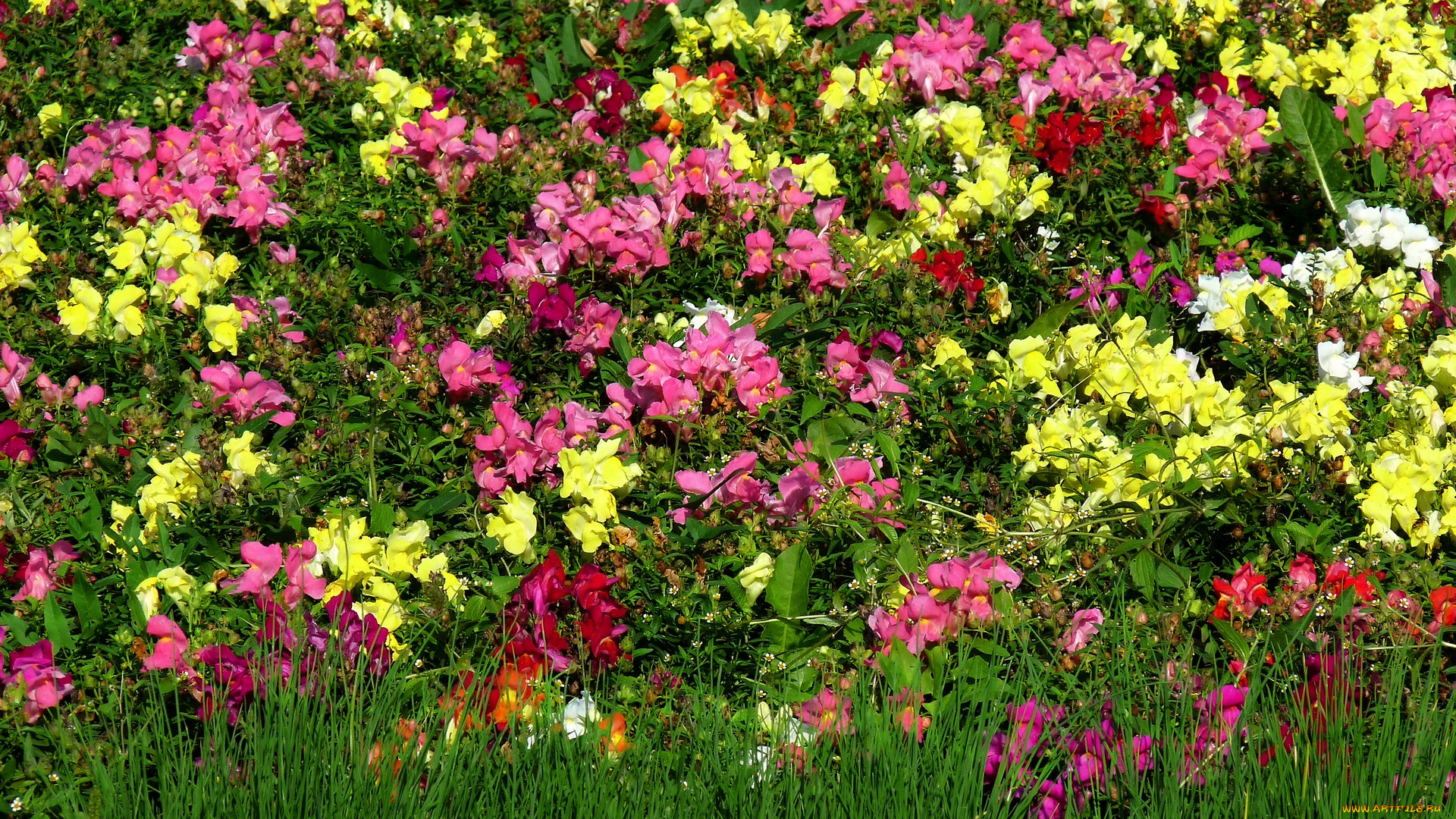 цветы, разные, вместе, разноцветные
