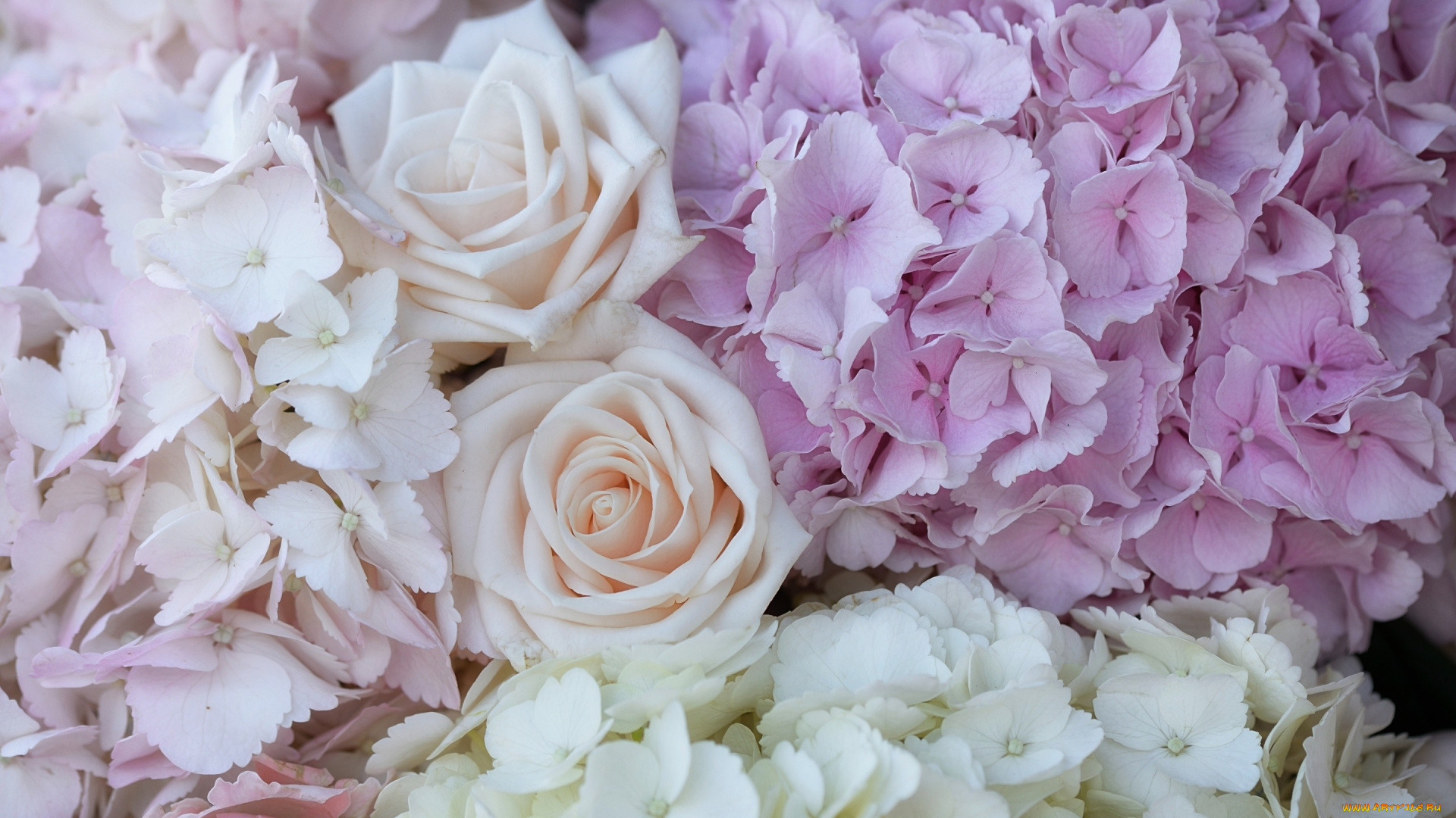 цветы, разные, вместе, розы, гортензия, макро