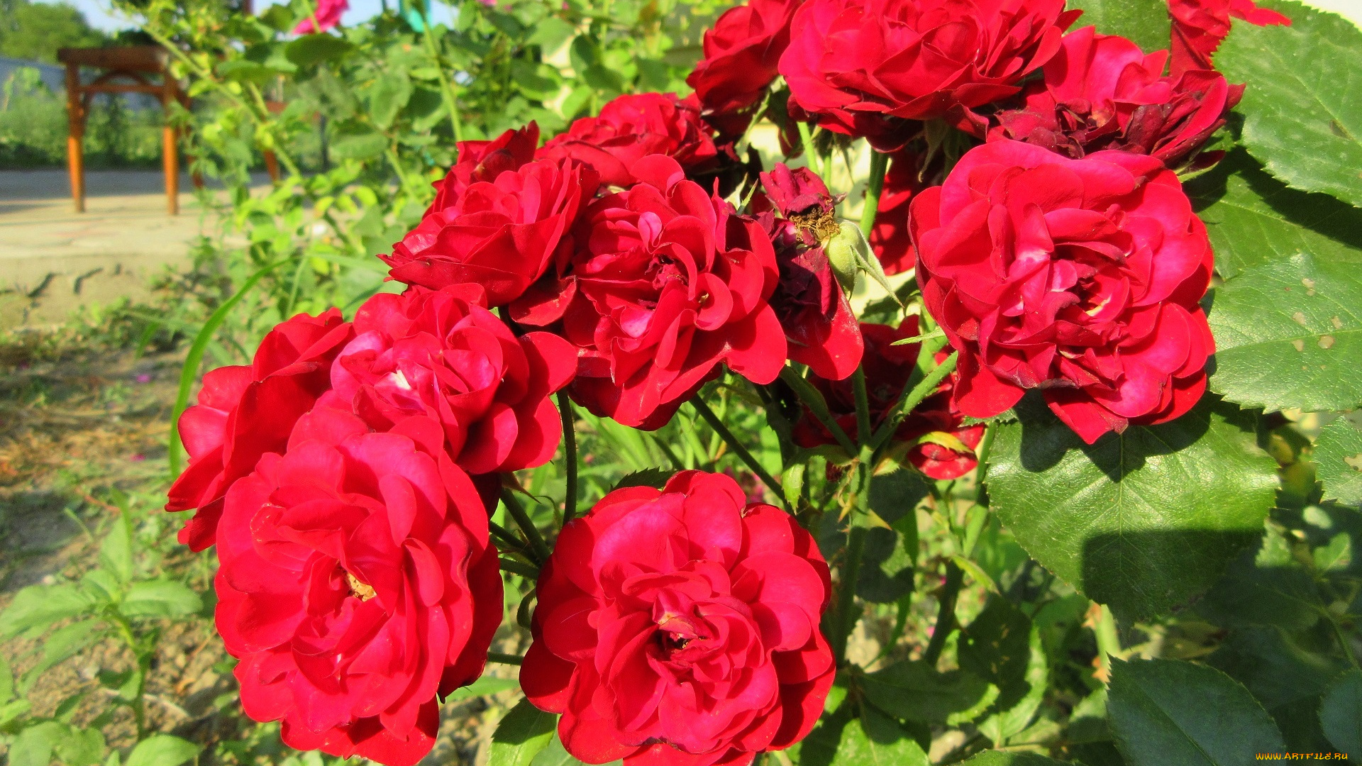 цветы, розы