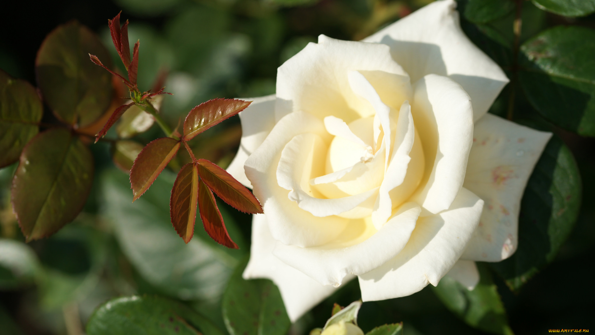 цветы, розы, бутон, leaves, роза, petals, rose, цветение, листья, лепестки, bud, blossoms