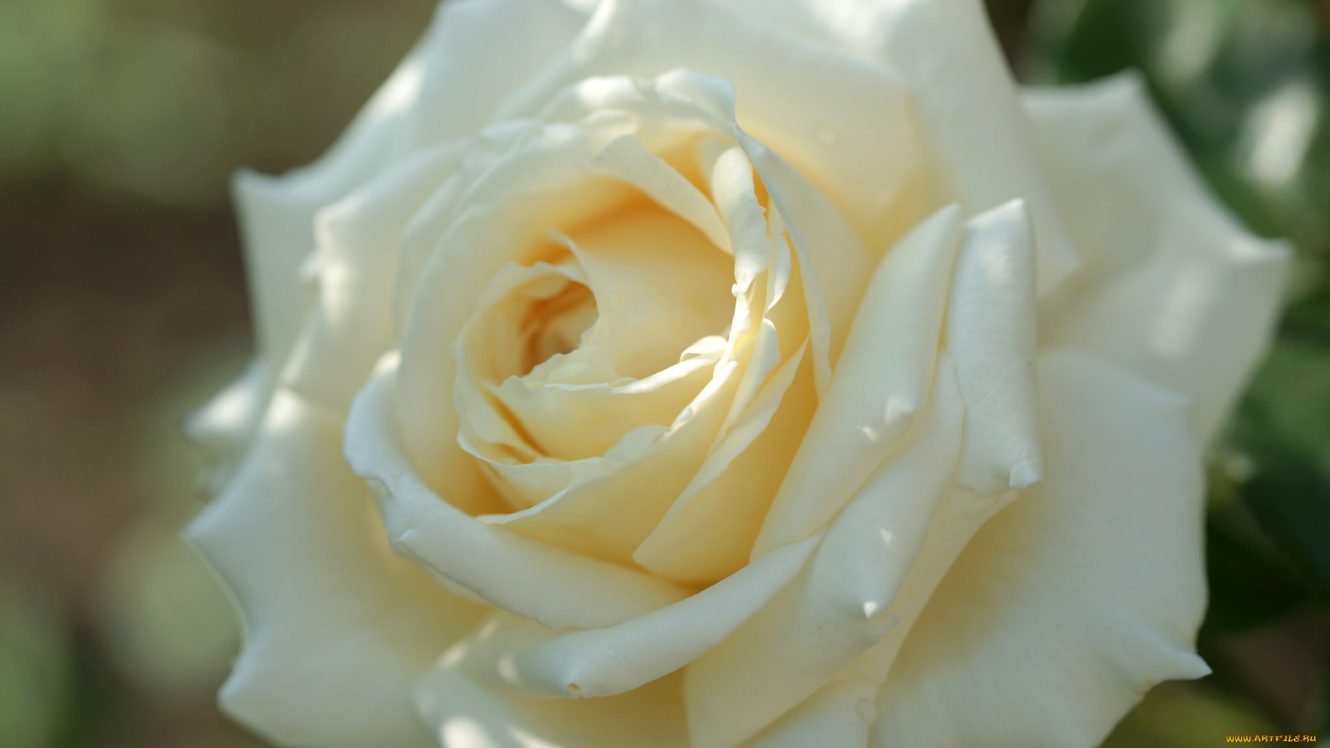 цветы, розы, бутон, листья, petals, роза, leaves, blossoms, bud, rose, лепестки, цветение