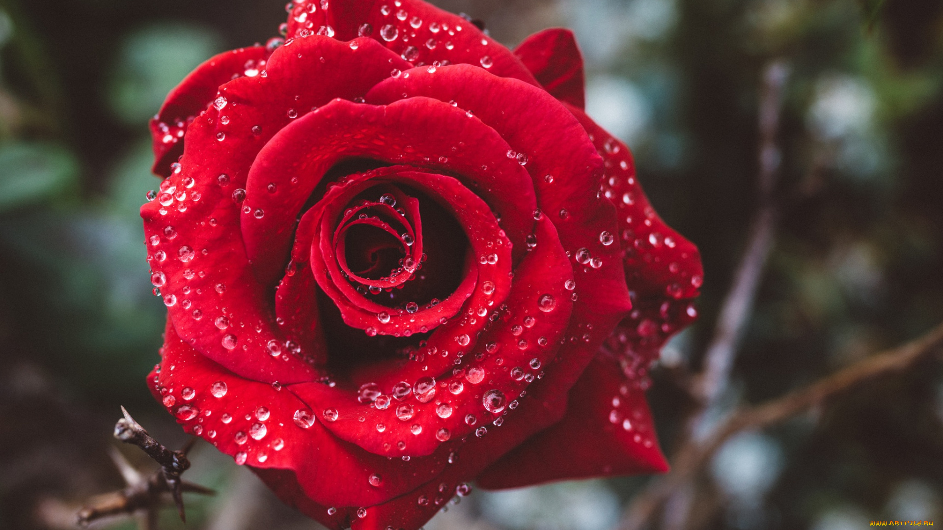 цветы, розы, капли, красная, роза, бутон, макро