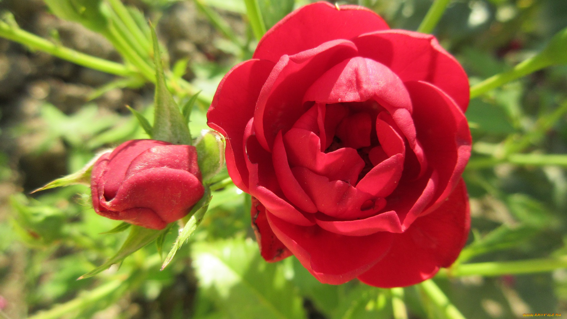 цветы, розы, красные