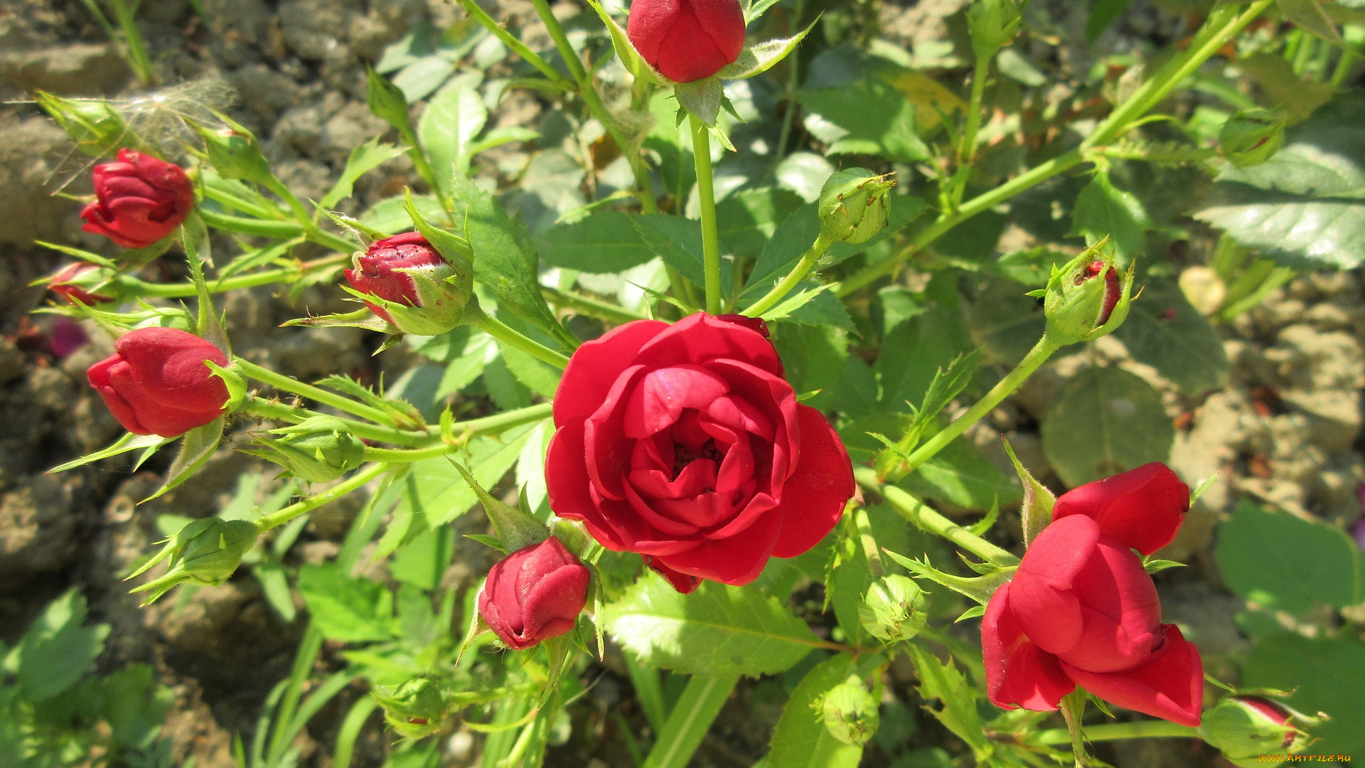 цветы, розы, красные
