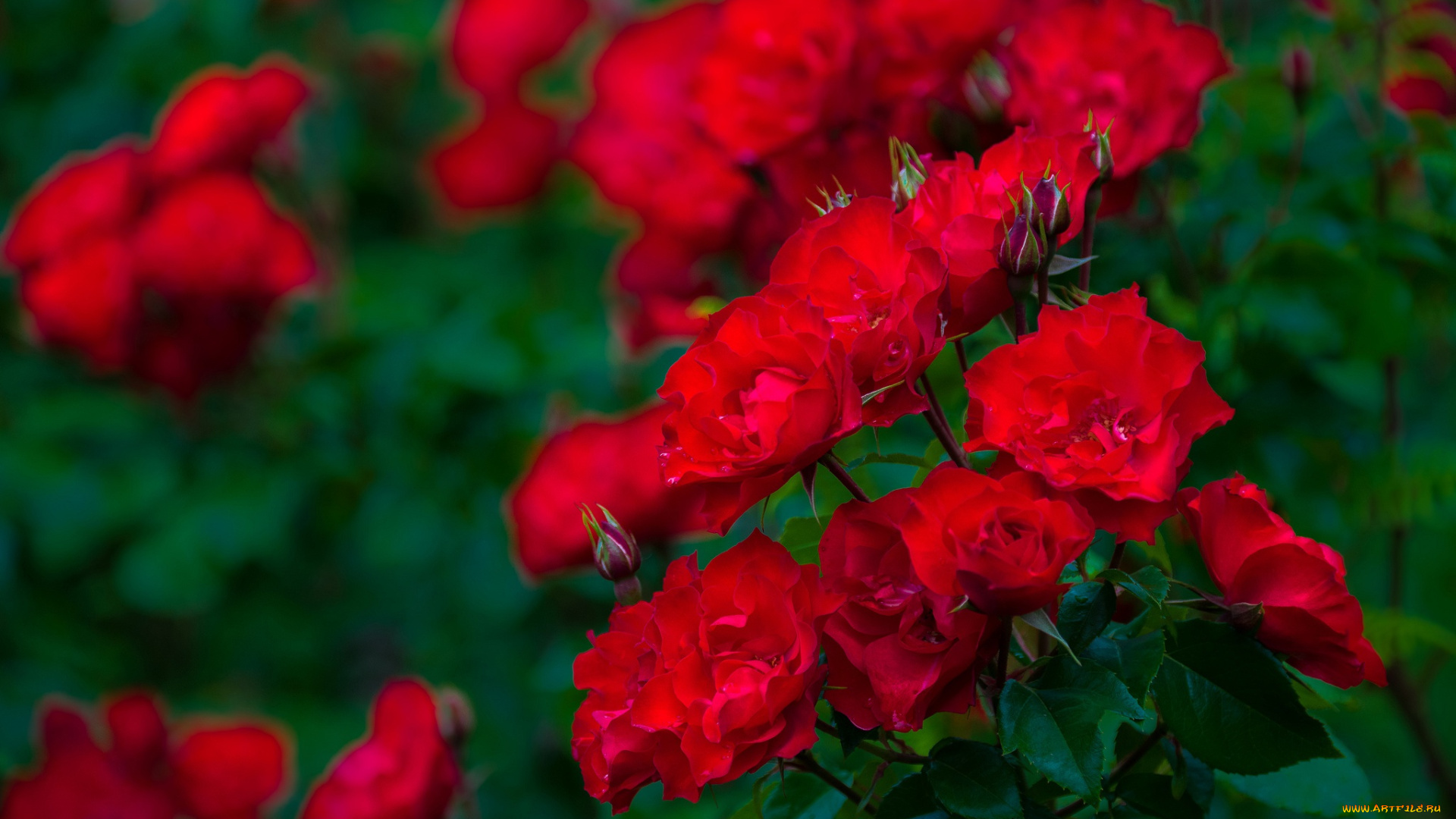 цветы, розы, куст, боке, бутоны, красные