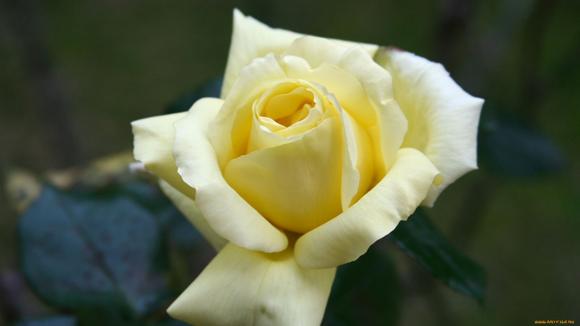 цветы, розы, лепестки, роза, цветение, листья, розовая