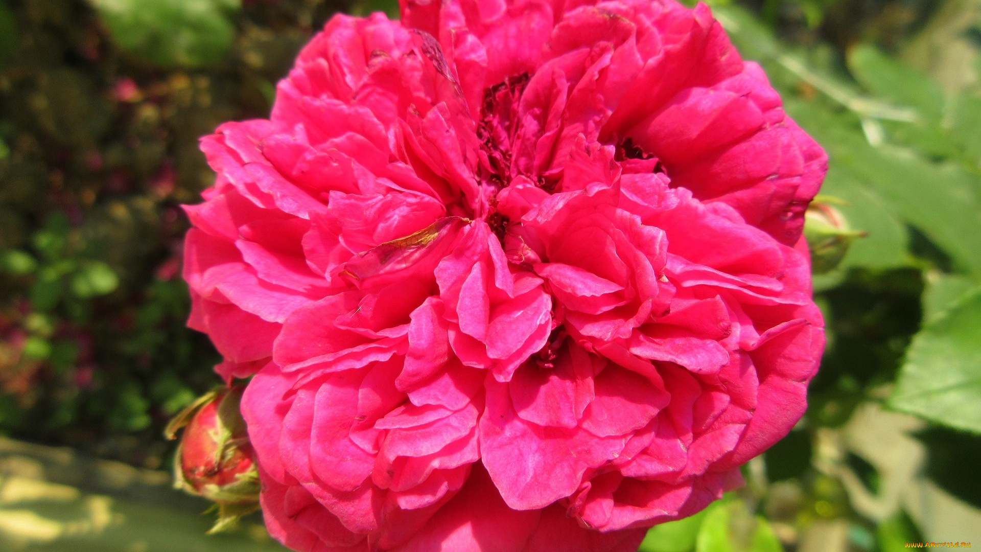 цветы, розы, роза