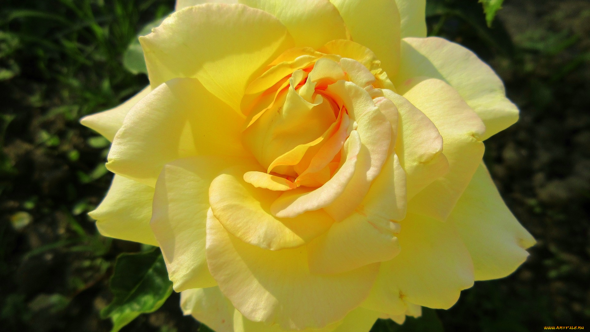 цветы, розы, жёлтая