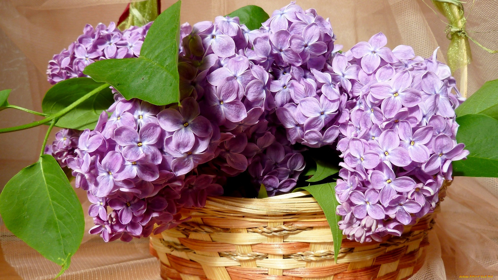 цветы, сирень, корзина