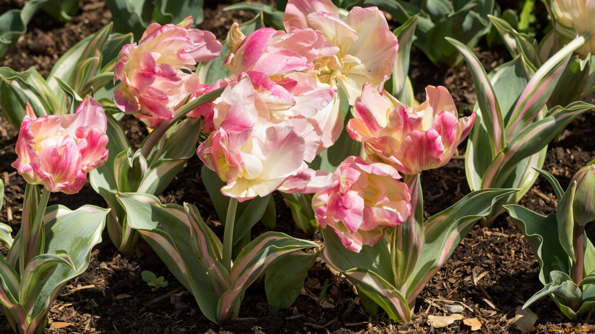 цветы, тюльпаны, цветок