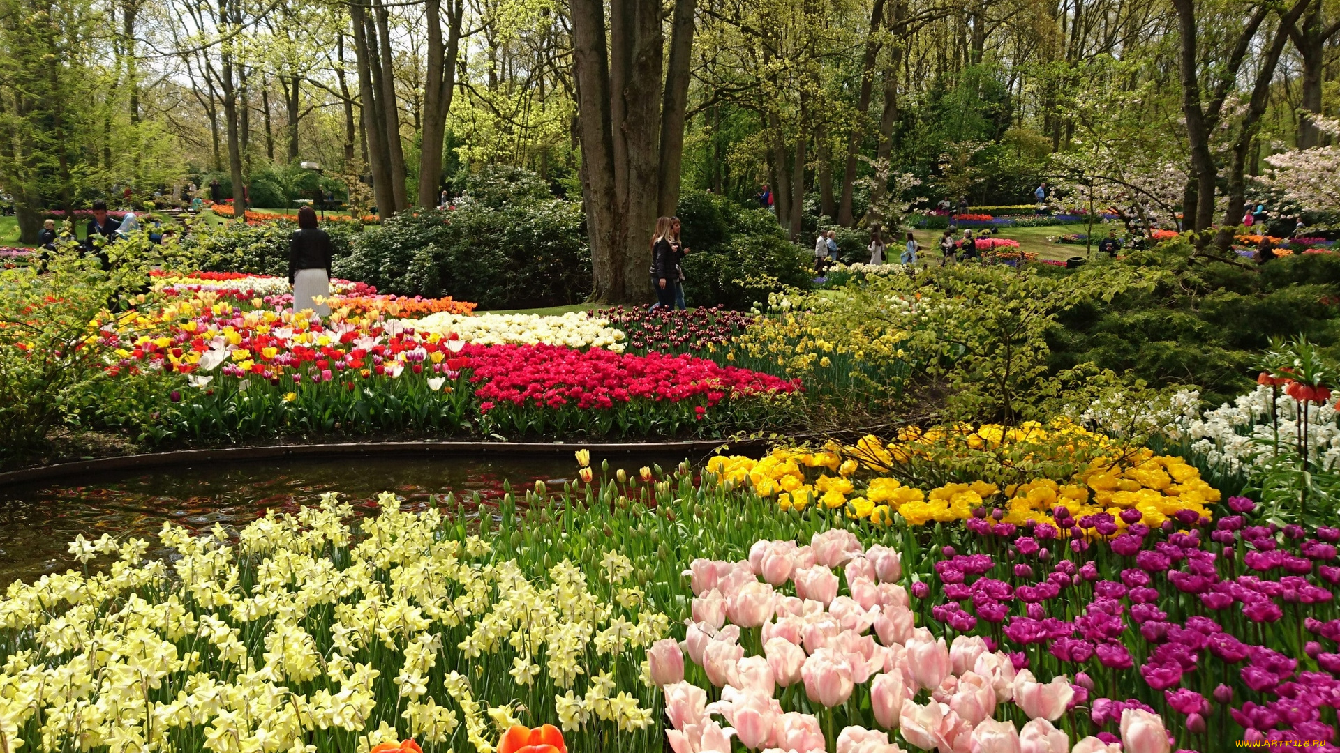 цветы, тюльпаны, деревья, водоем, парк