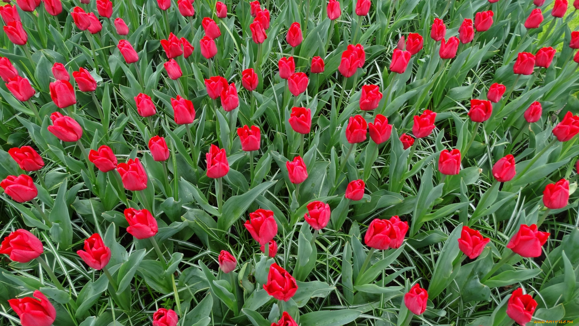 цветы, тюльпаны, красный, цвет