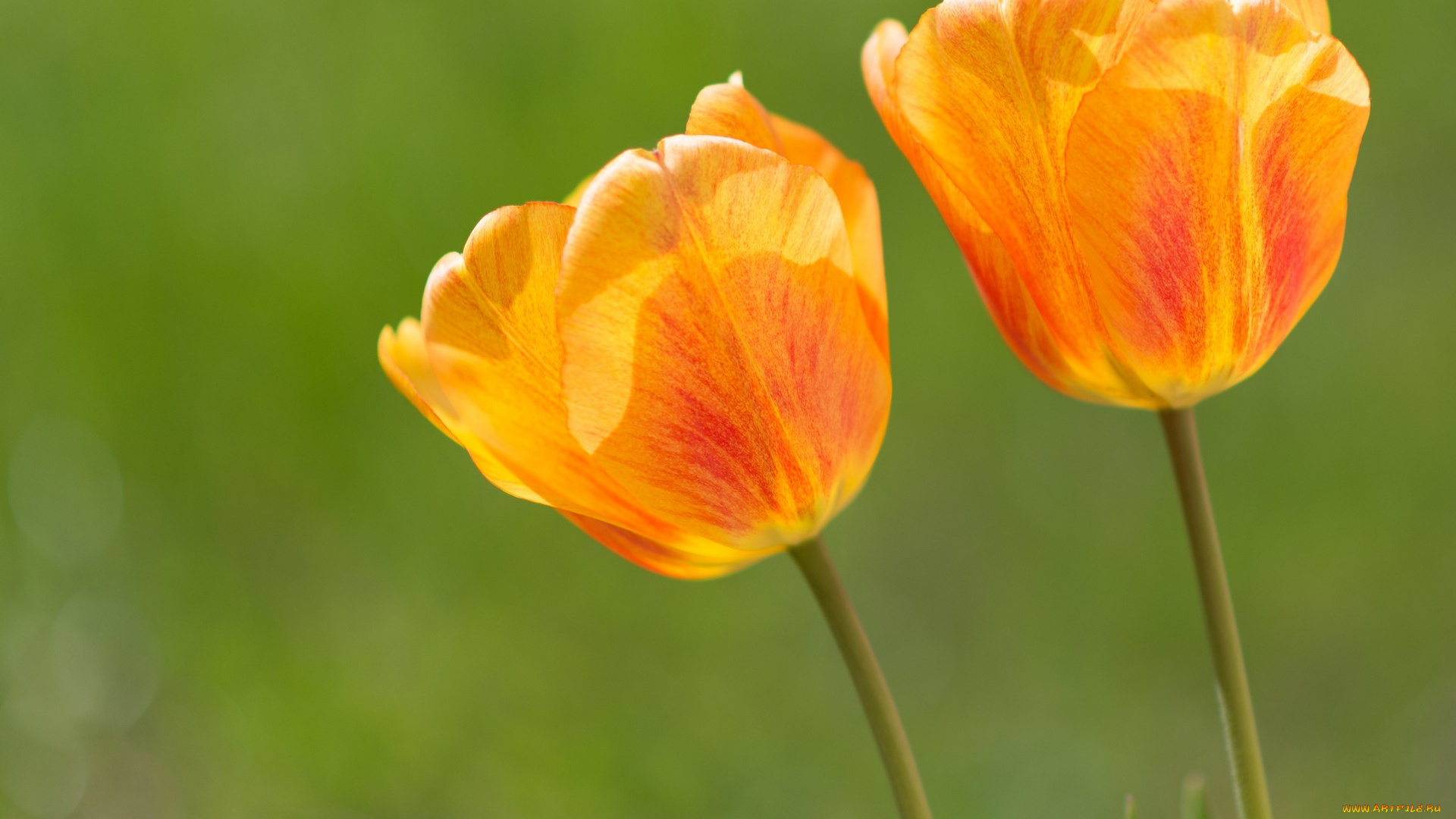 цветы, тюльпаны, оранжевый, цвет
