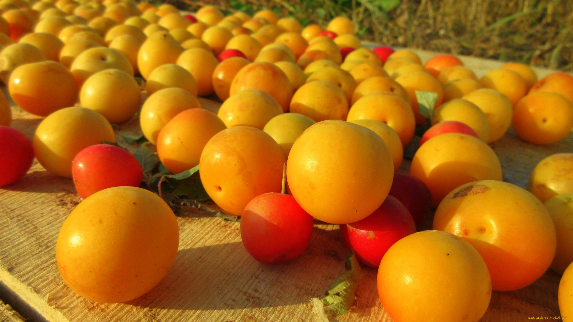 еда, персики, , сливы, , абрикосы, алыча, слива