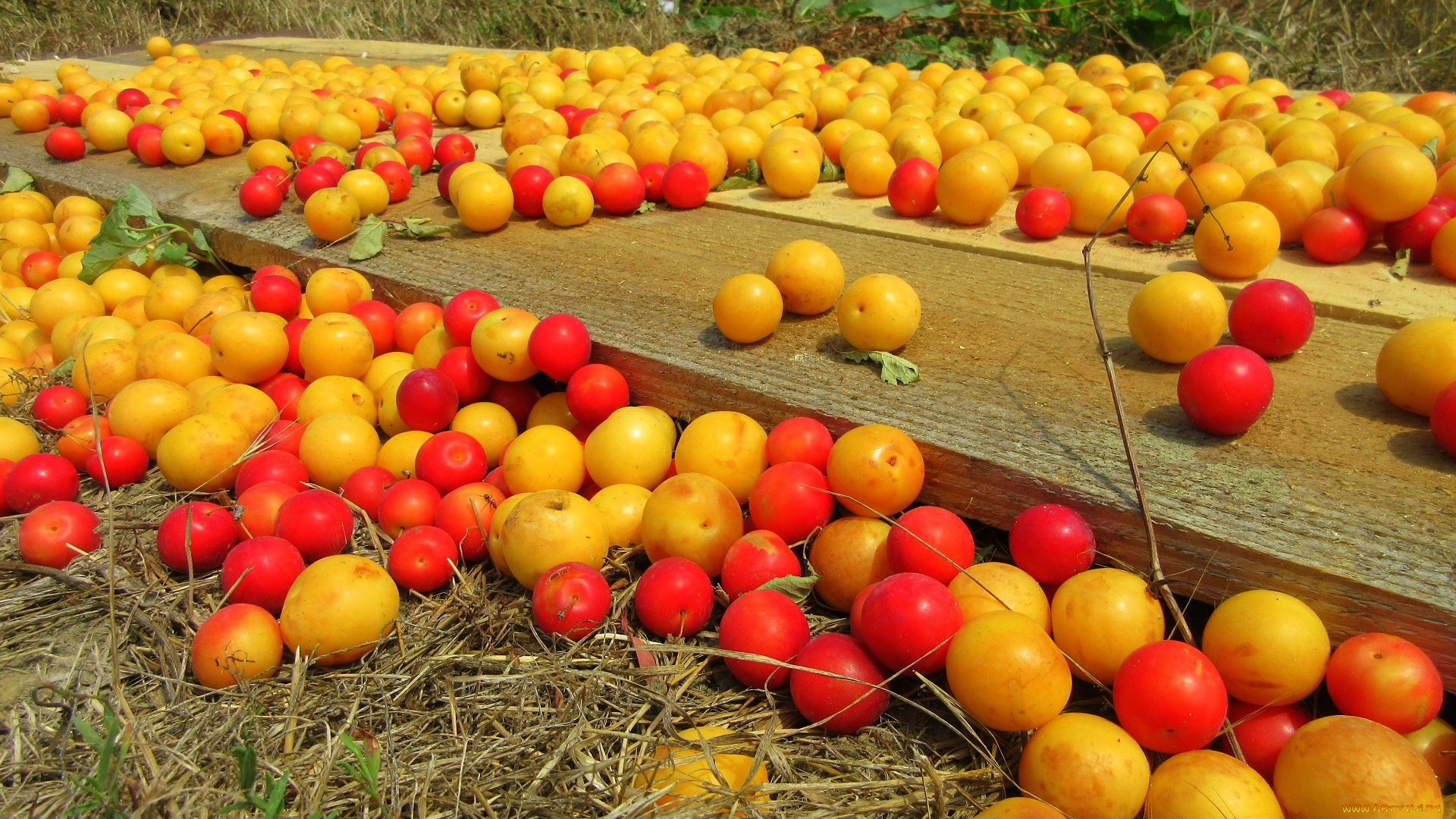 еда, персики, , сливы, , абрикосы, алыча, слива