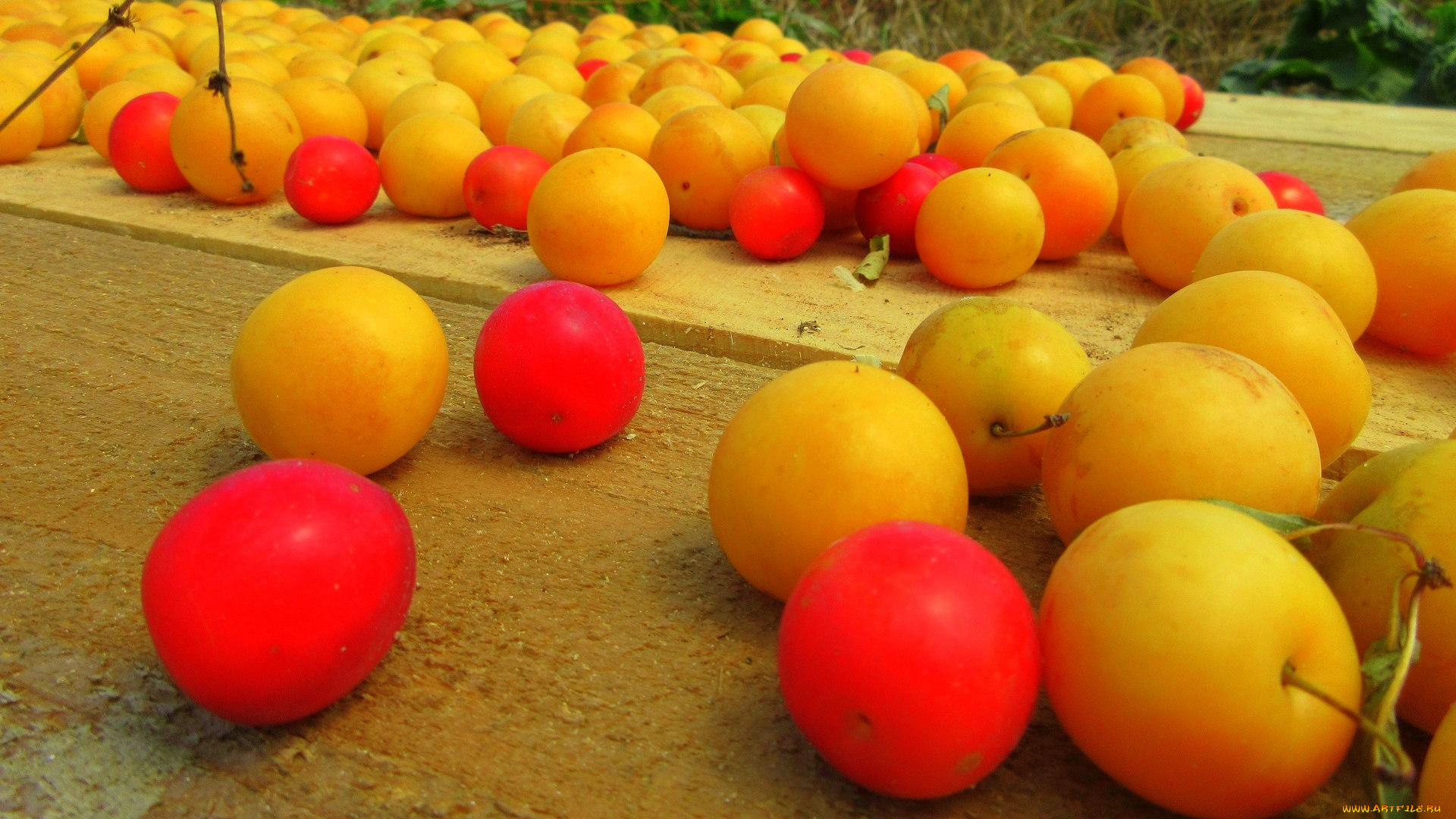 еда, персики, , сливы, , абрикосы, алыча, слива