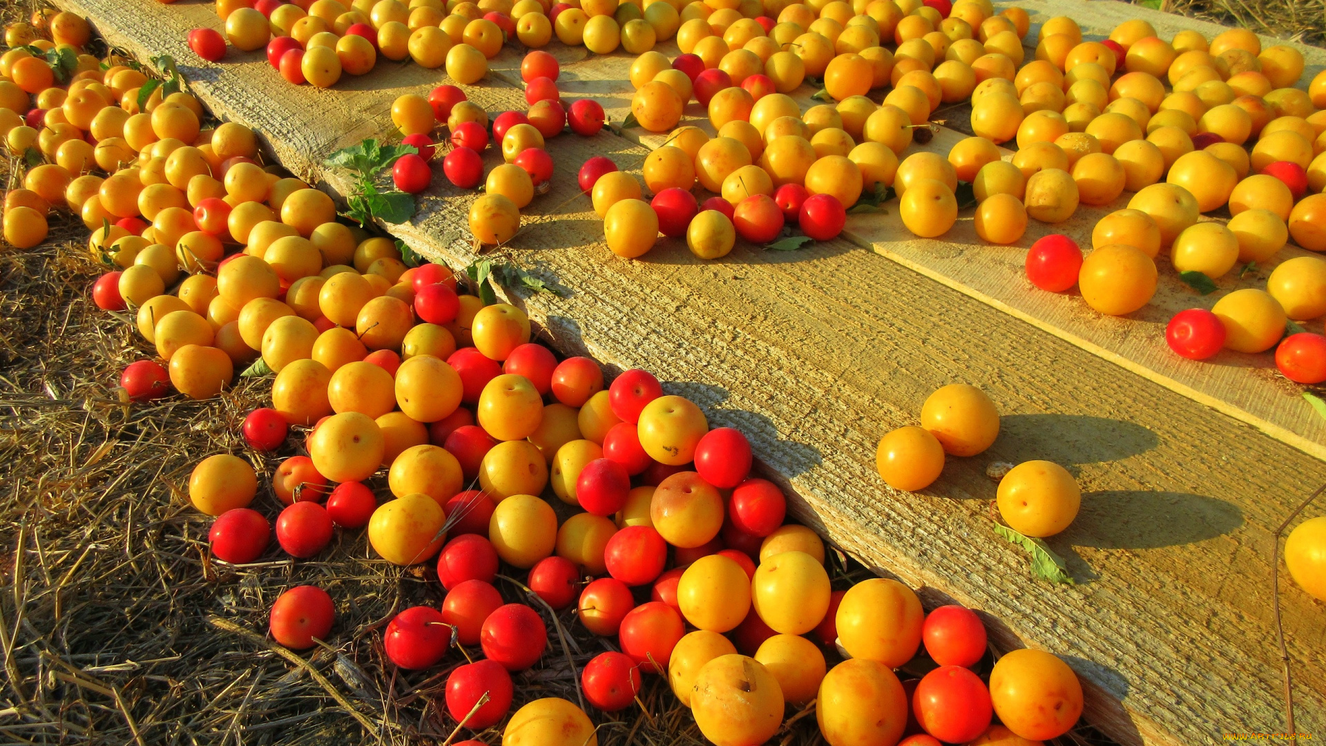 еда, персики, , сливы, , абрикосы, алыча, слива