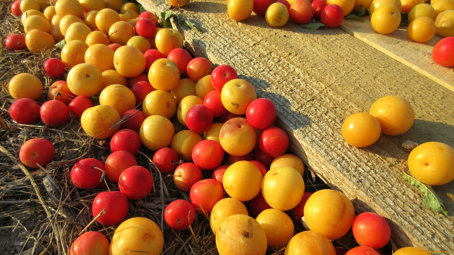 еда, персики, , сливы, , абрикосы, алыча, слива