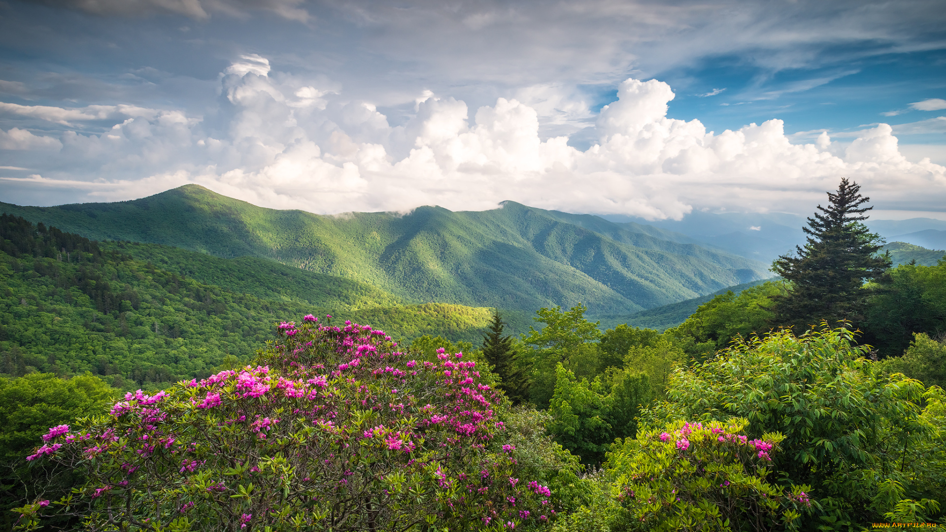 природа, горы, пейзаж, цветы, кусты