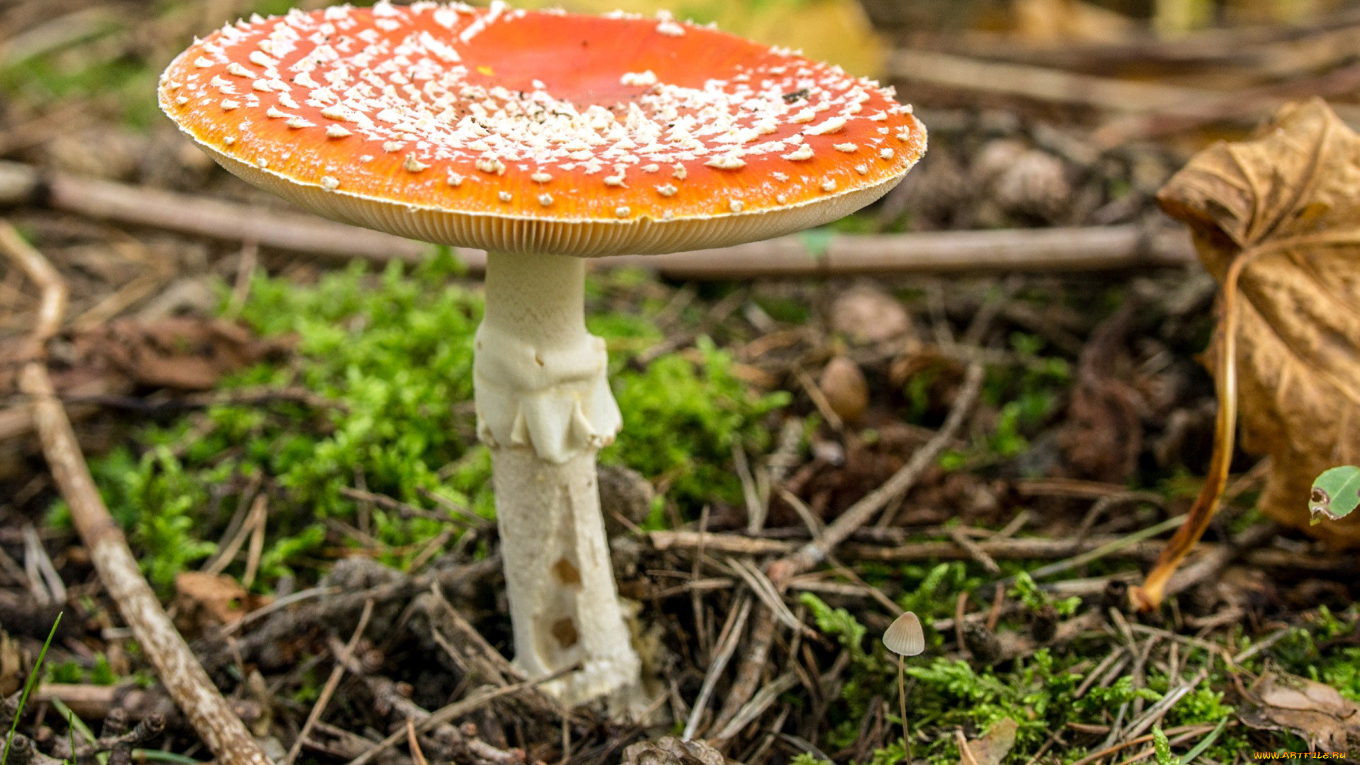 природа, грибы, , мухомор, гриб, ядовитый