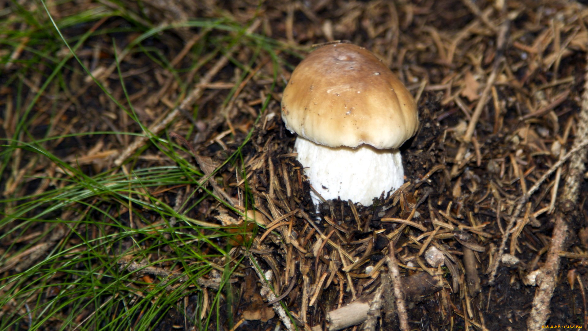 природа, грибы, боровик