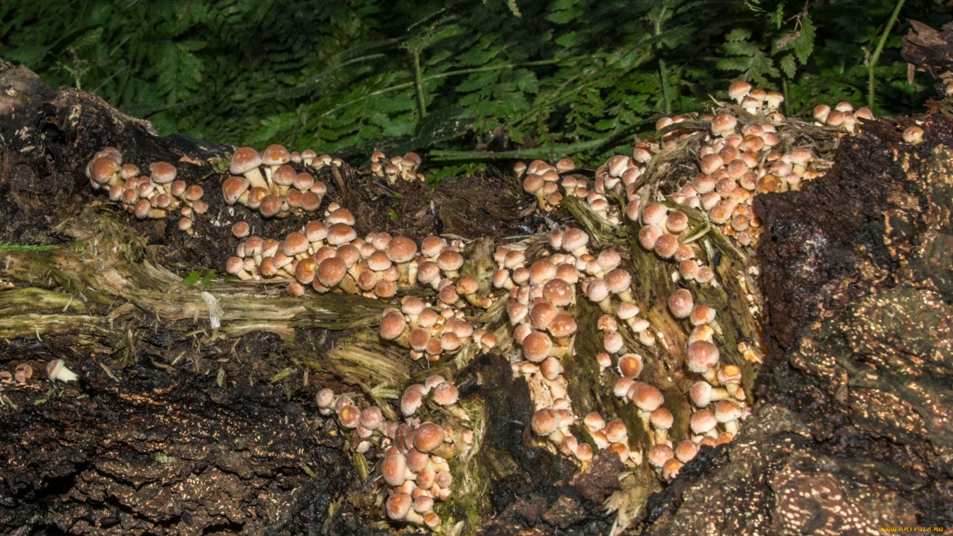 природа, грибы, грибная, семейка